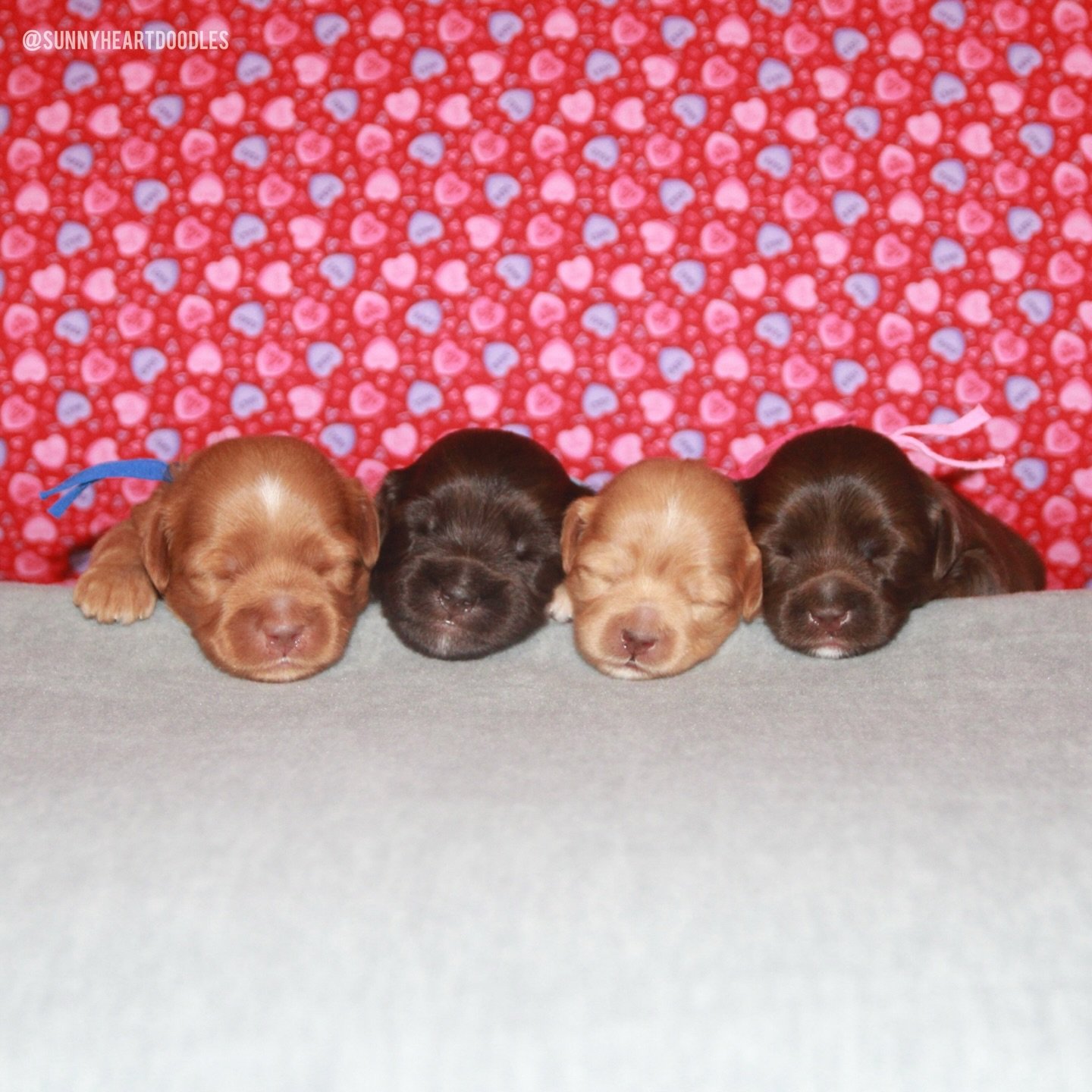 Look at these darling 2 week olds! 🥰 Avalon and Gavin&rsquo;s 🛷🩵 #SHDFreezinSeason babies are 2 weeks old today and they&rsquo;re doing great! They&rsquo;re strong little babies&hellip;have been since day one. 💪 The big development right now is t
