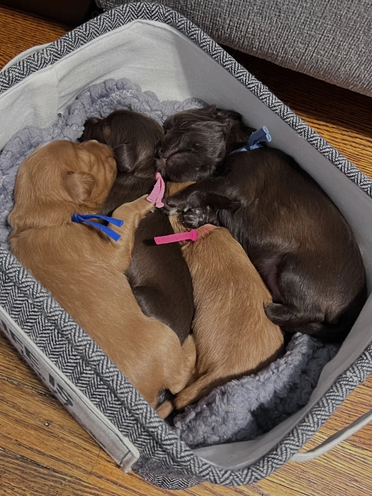 Avalon and Gavin&rsquo;s 🛷🩵 #SHDFreezinSeason puppies are the cutest little toy box babies! 🧸 I needed to use something to carry them and the adult dogs&rsquo; &ldquo;downstairs&rdquo; toy box is perfect! ☀️❤️ #sunnyheartdoodles