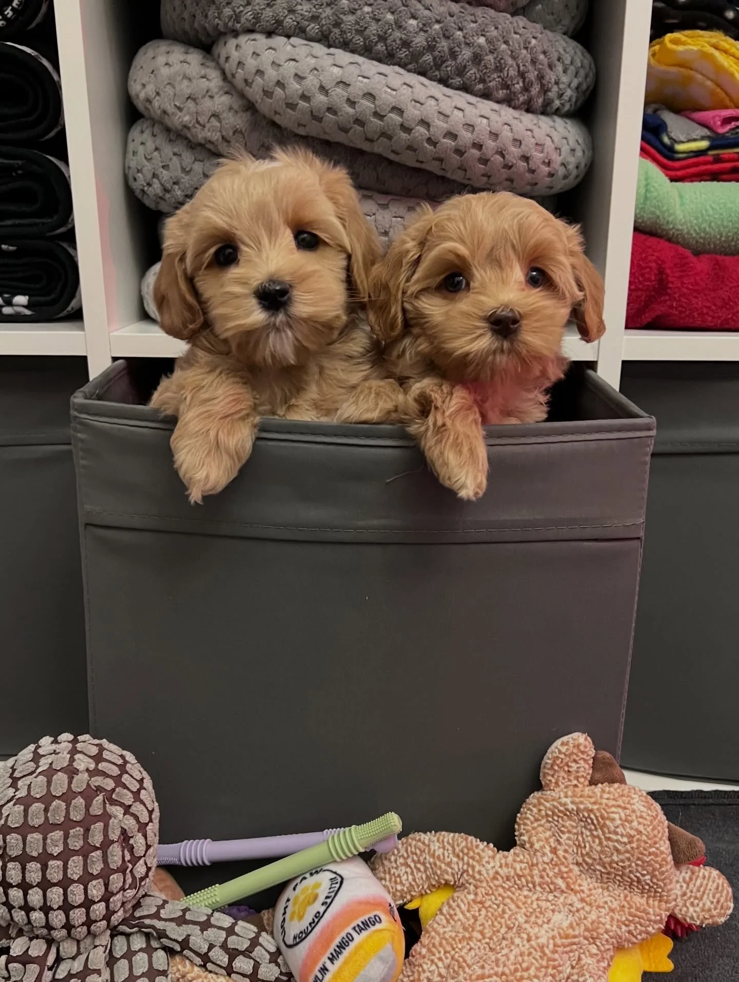 Match emails have officially been sent to the 💠💙 #SHDBLUEtiful families!! The families now know which sweet darling baby they&rsquo;ll be welcoming into their home! 🏡 Cobalt and Periwinkle are tiny precious pups and I&rsquo;m keeping them with me 