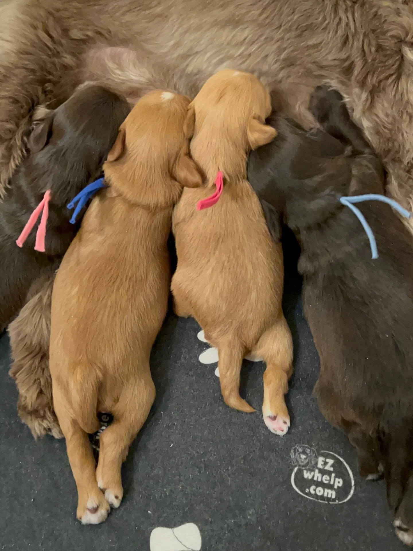 I&rsquo;ve got some movers and shakers in our 🛷🩵 #SHDFreezinSeason litter! These babies are becoming more mobile each day and soon they&rsquo;ll be fully toddling. They&rsquo;re starting to become interested in human affection which I LOVE and thei