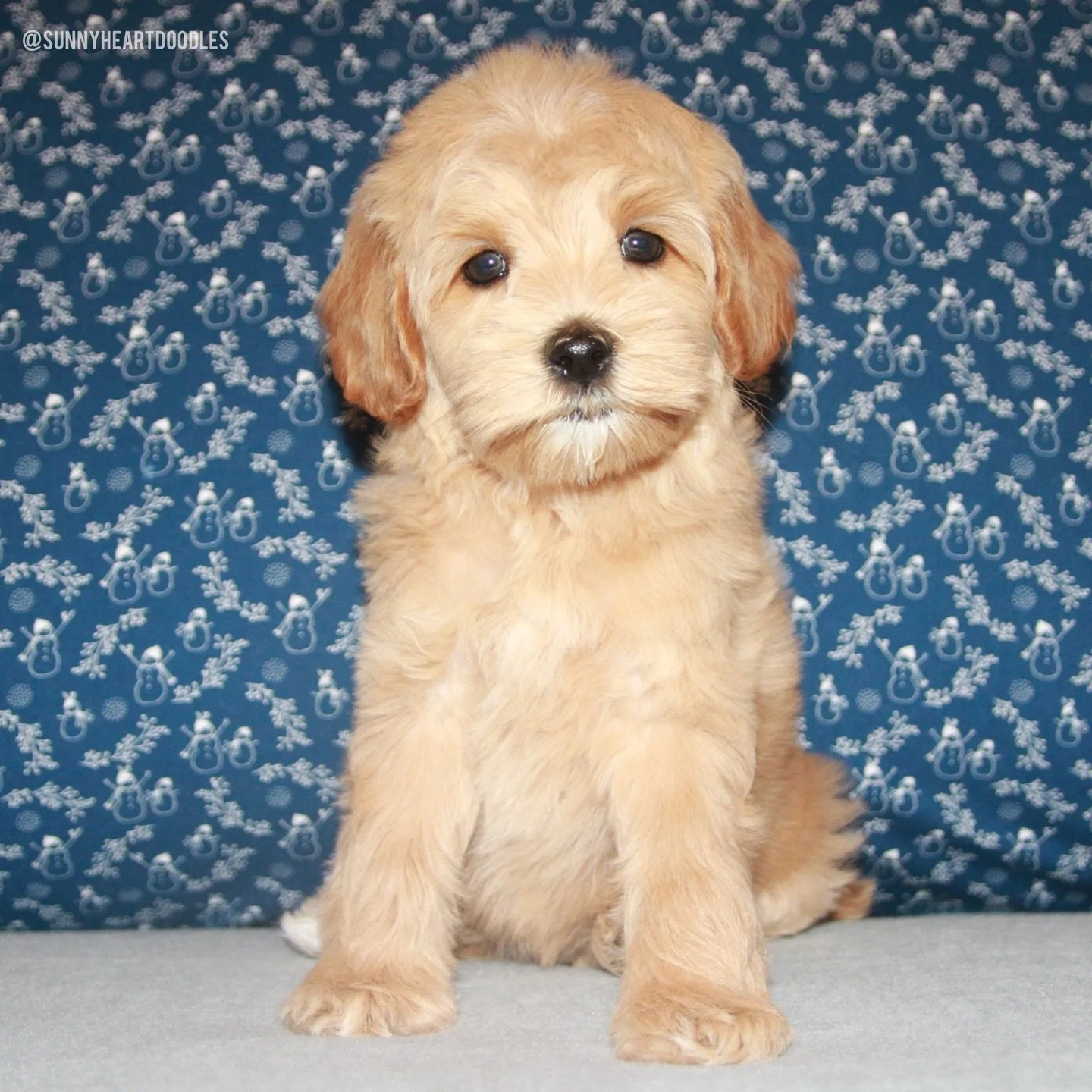 How are these 💠💙 #SHDBLUEtiful girls 8 weeks old? 🥹 It truly doesn&rsquo;t seem real to me. I always say that breeding is one big time warp. Waiting for a heat cycle takes forever. The first two trimesters of pregnancy feel long. The third trimest