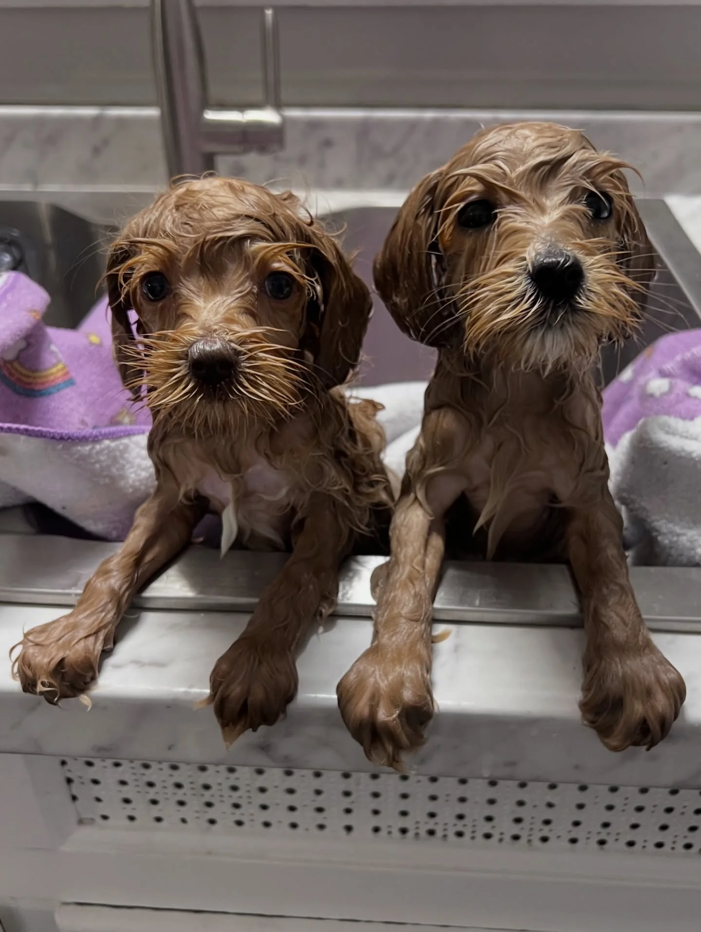 Rub-a-dub-dub, 💠💙 #SHDBLUEtiful babies in the tub! 🛁🧼 {📸 from left to right: Cobalt, Periwinkle} ☀️❤️ #sunnyheartdoodles
