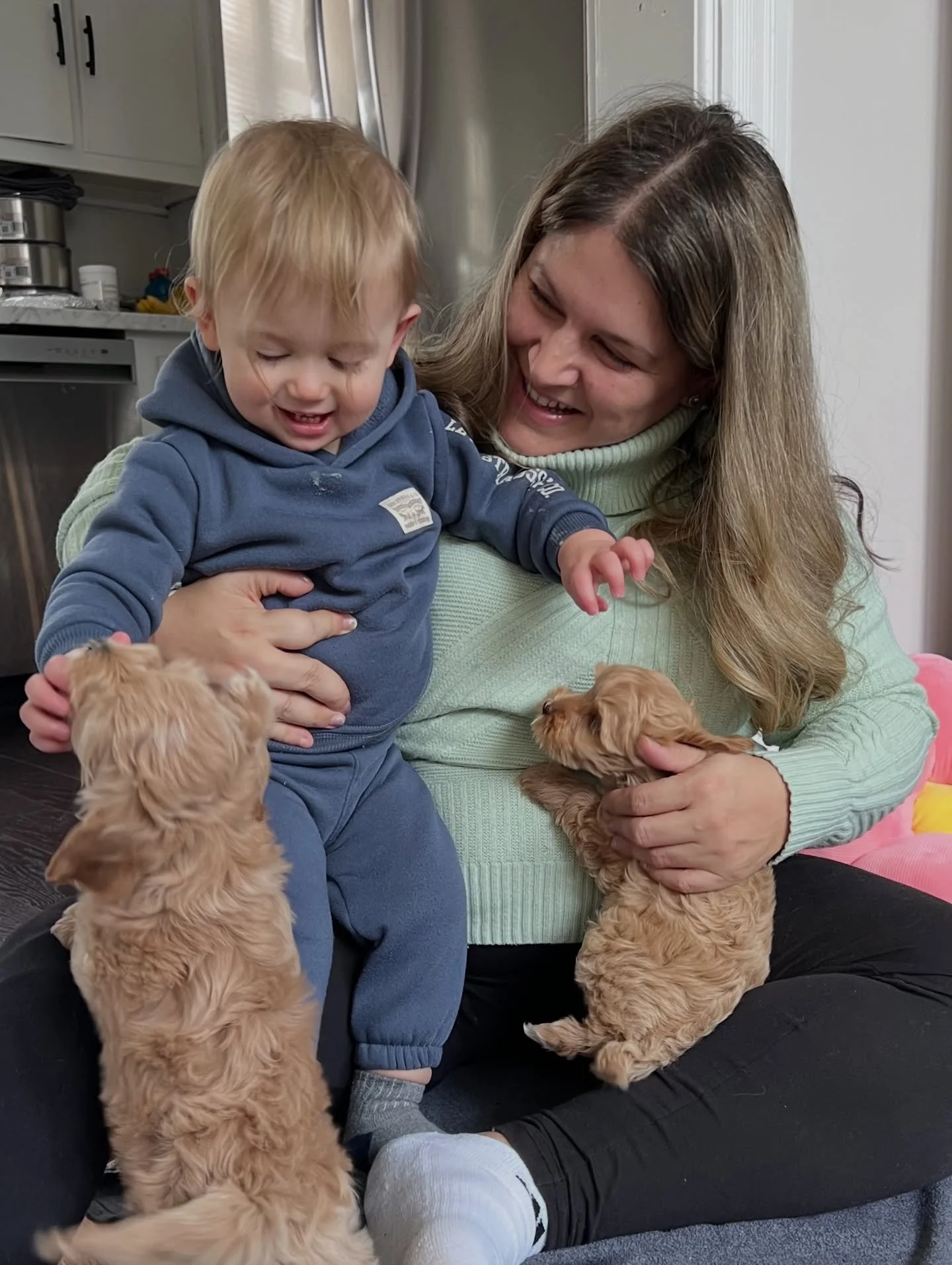 My babies are SO LUCKY!! 😄 Our friends (16 months and 4 years old) have visited, giving the 💠💙 #SHDBLUEtiful pups great socialization to little ones! They&rsquo;d met the 4 year old before yesterday but yesterday was their first time meeting the 1