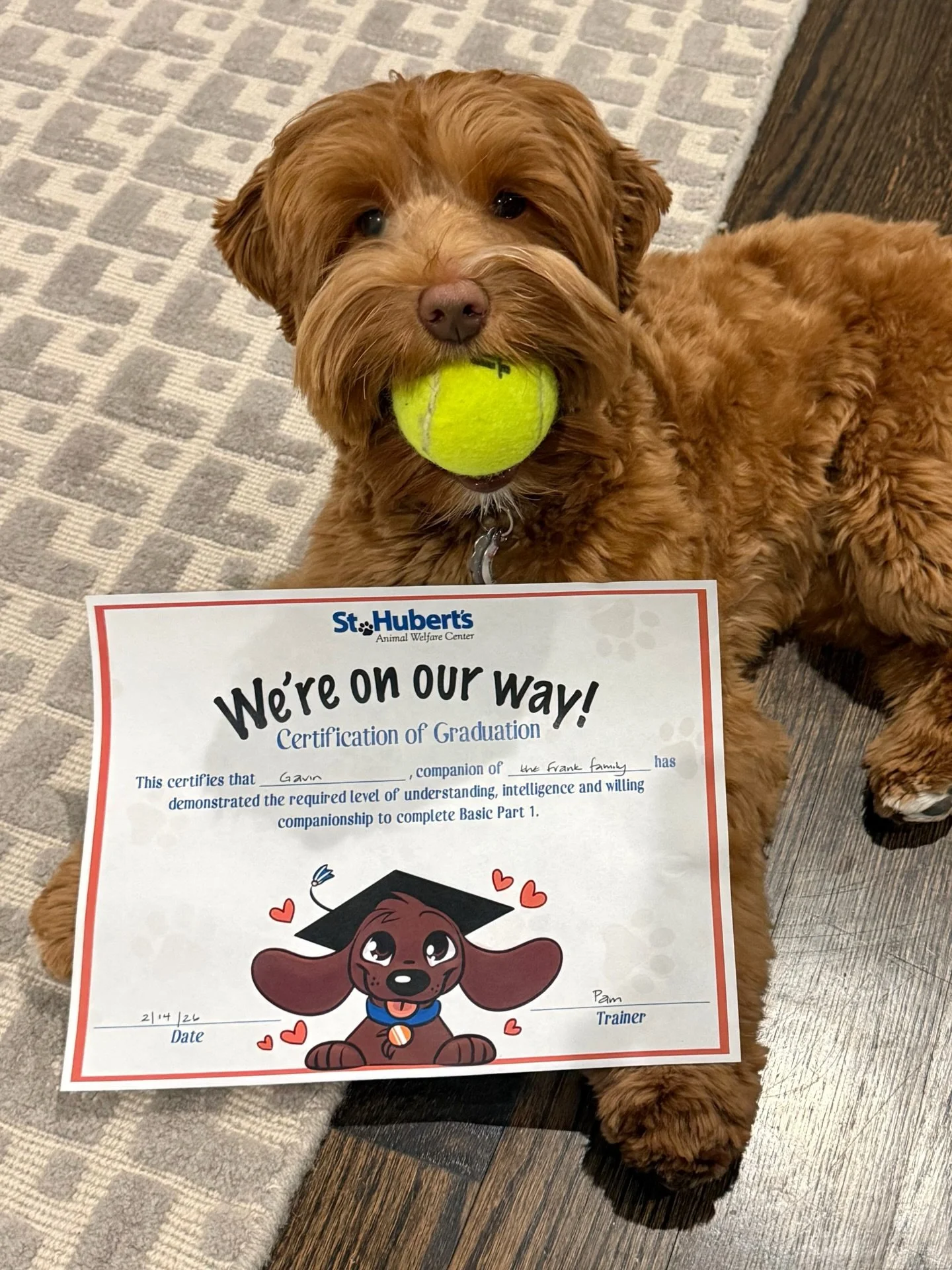 Thanks, Gavin, for pausing your ball time to pose for a graduation day photo! 🎓💯📸 Gavin and his family are doing great with training and the proof is in the pudding&hellip;or the doodle. 😉 Look at this good boy! {Reserve your future Gavin puppy h