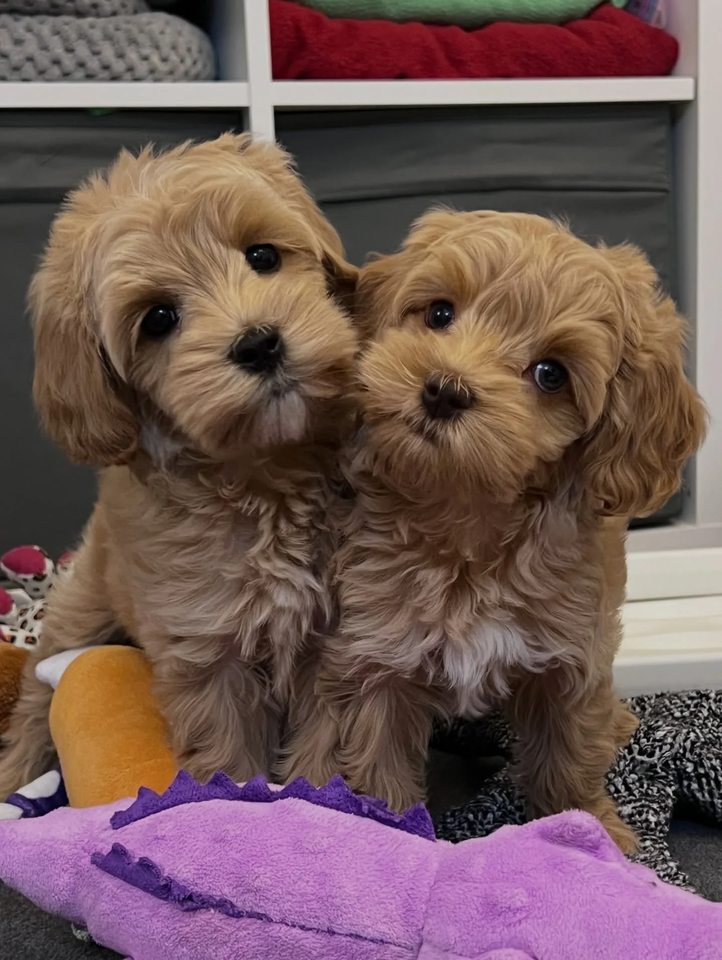 Two little snuggle bugs reporting for cuddle duty 🥰 {📸 from left to right: Periwinkle and Cobalt from our 💠💙 #SHDBLUEtiful litter} ☀️❤️ #sunnyheartdoodles