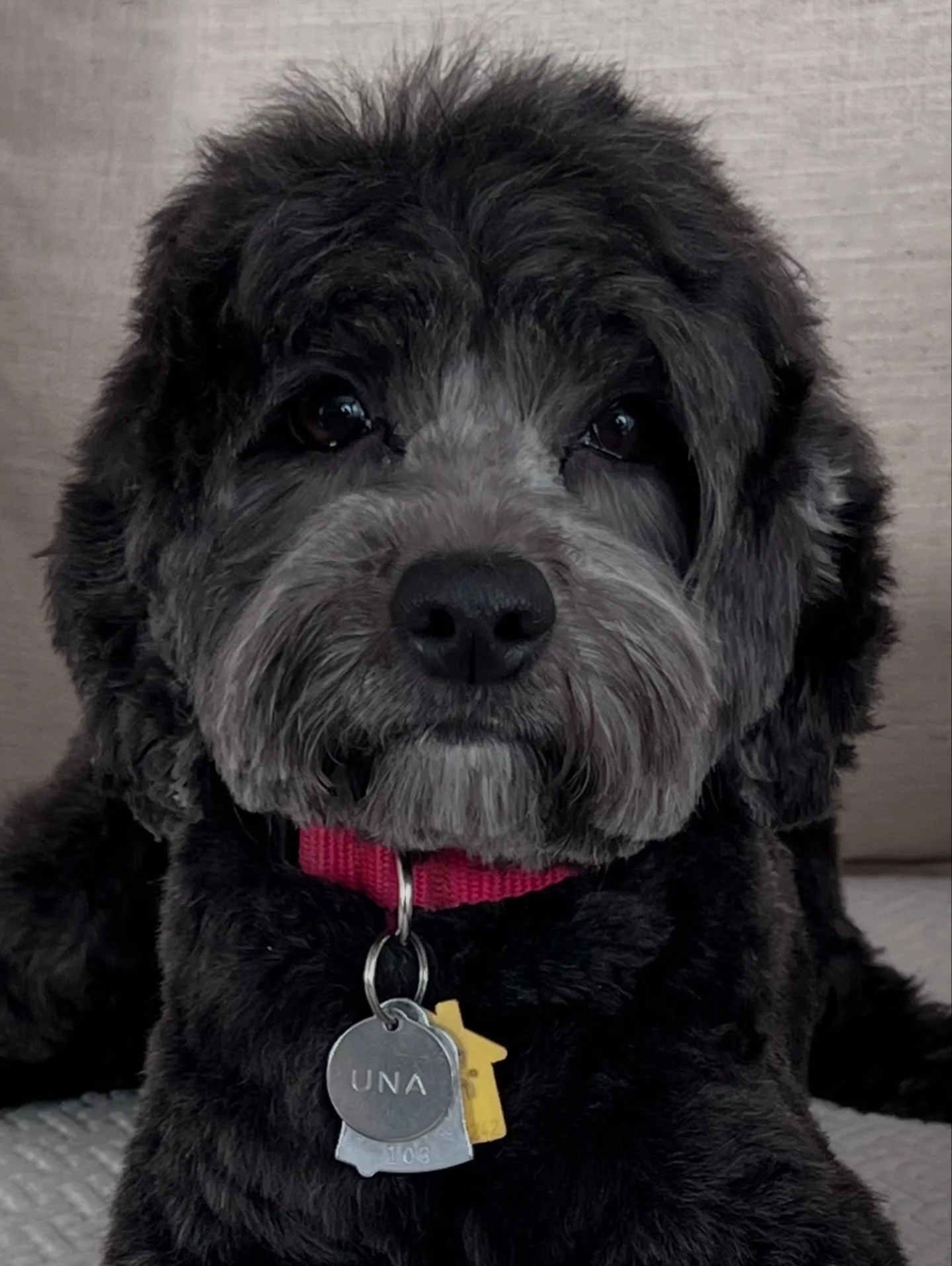 Mama Una is in her third trimester&hellip;her final trimester of her final pregnancy! 🤰 Una&rsquo;s mom and dad report that she&rsquo;s eating a bit more and is very cuddly and napping a lot. 💤 Sweet girl&rsquo;s babies are safely growing and I&rsq