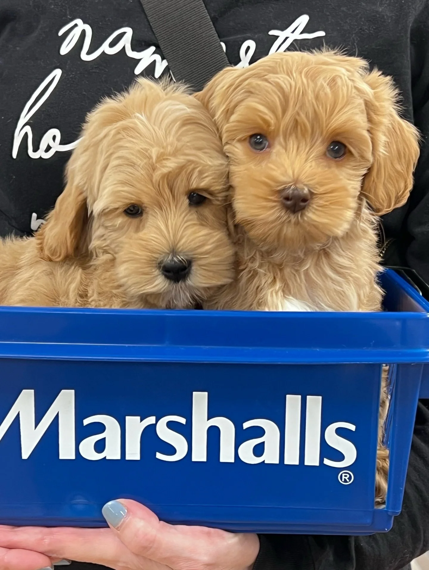 The best little babies and wonderful shopping companions! 🛍️🛒 Our 💠💙 #SHDBLUEtiful puppies have been enjoying their socialization activities. They&rsquo;re the perfect size to get cozy in the @marshalls cosmetics basket! {📸 from left to right: P