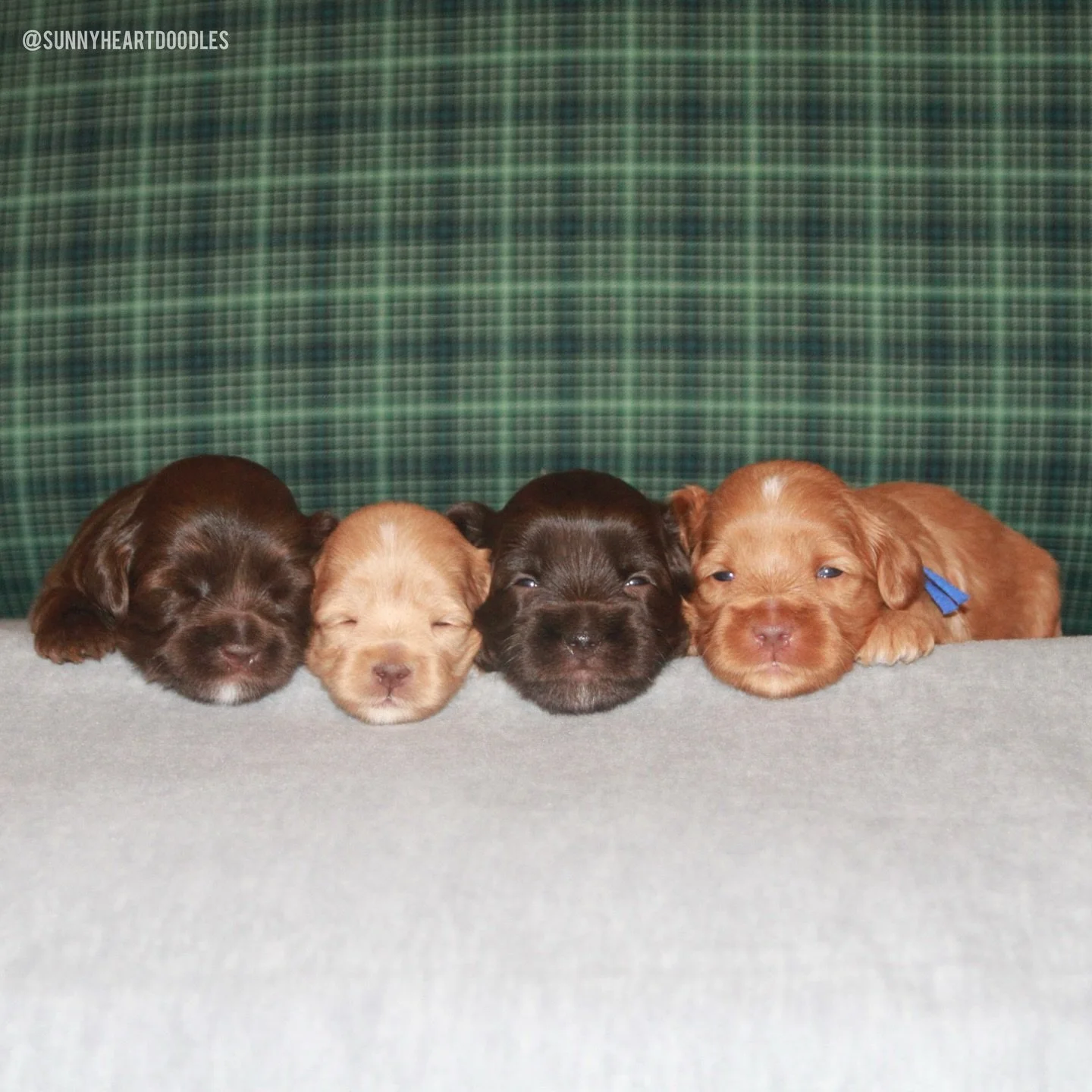 We have 3 week olds!! 3️⃣ Our darling 🛷🩵 #SHDFreezinSeason puppies have all opened their eyes and they&rsquo;re all toddling around. They absolutely love their mama but they&rsquo;re already asking for human affection, too! They love  nestling into