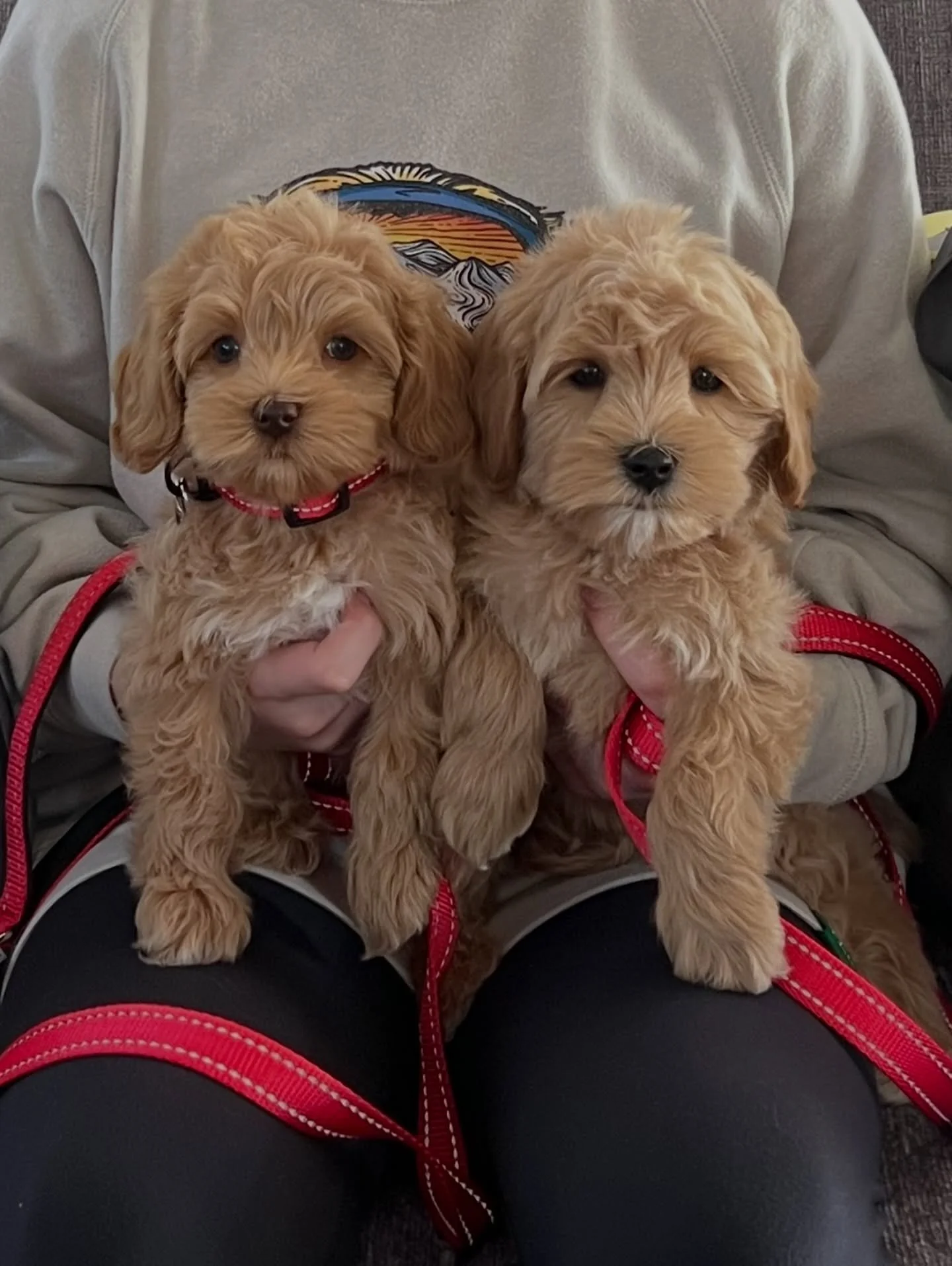 Today was Go Home Day for my 💠💙 #SHDBLUEtiful babies! 🏡💚 Cobalt (now Daisy) and Periwinkle (now Rosie), you are joy. A blessing. From your very first breaths, you have brought everyone who met you pure happiness. Now your sunshine is radiating to