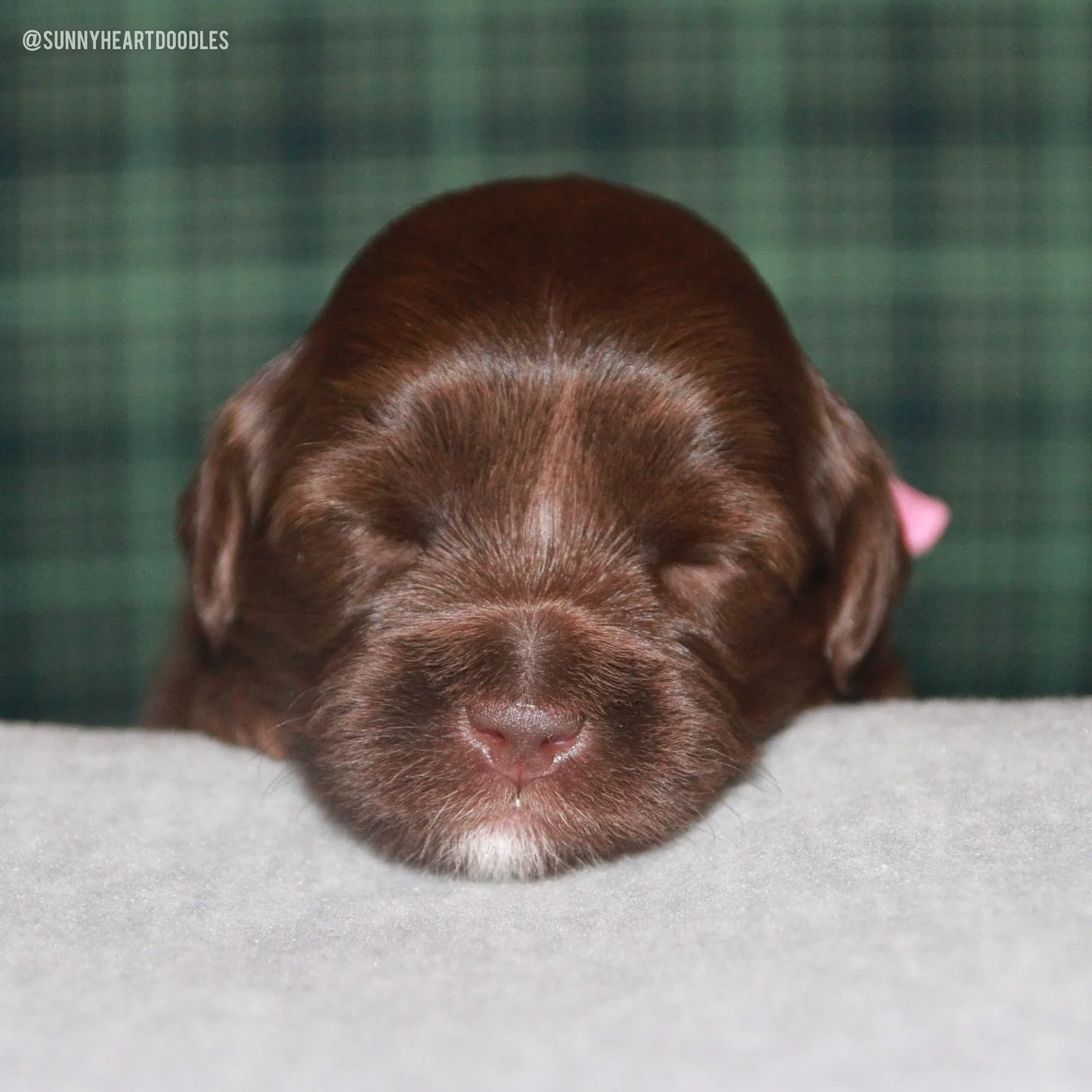 3 weeks old and as cute as ever! The 🛷🩵 #SHDFreezinSeason puppies&rsquo; peepers are all open 👀 (although some were sleeping for their photos) and they&rsquo;ve started reacting to sound. 👂 We started our sound protocol of habituation noises, cla