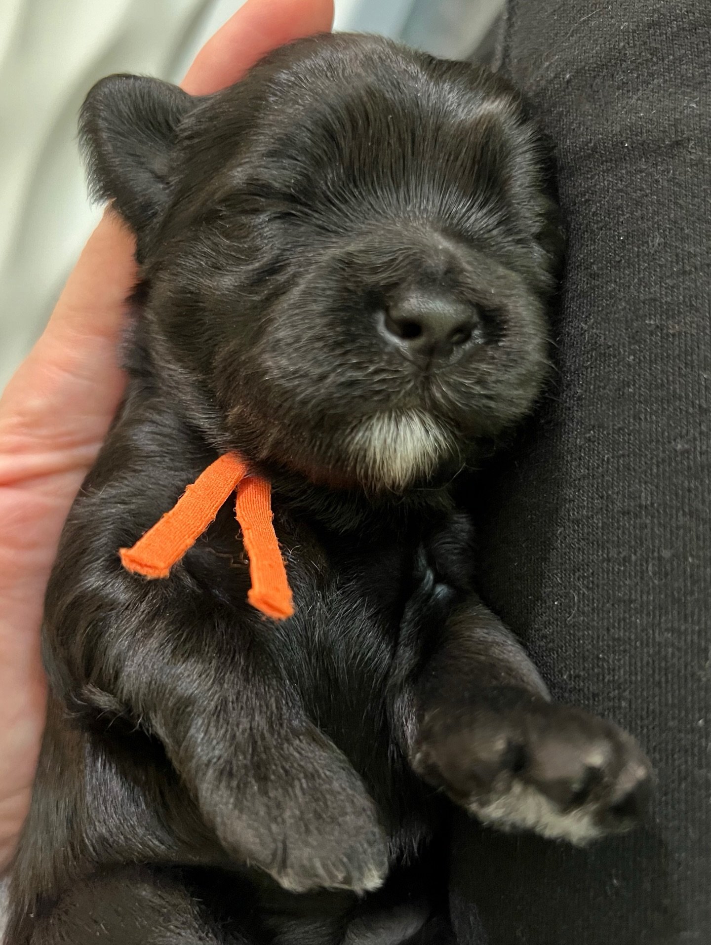 I&rsquo;m strolling down the memory lane of my camera roll looking at baby pictures of our sweet Una. Una was the very first puppy born at SHD. She came into the world with little warning. Her mama, Vippy, had a full breakfast on her due date and the