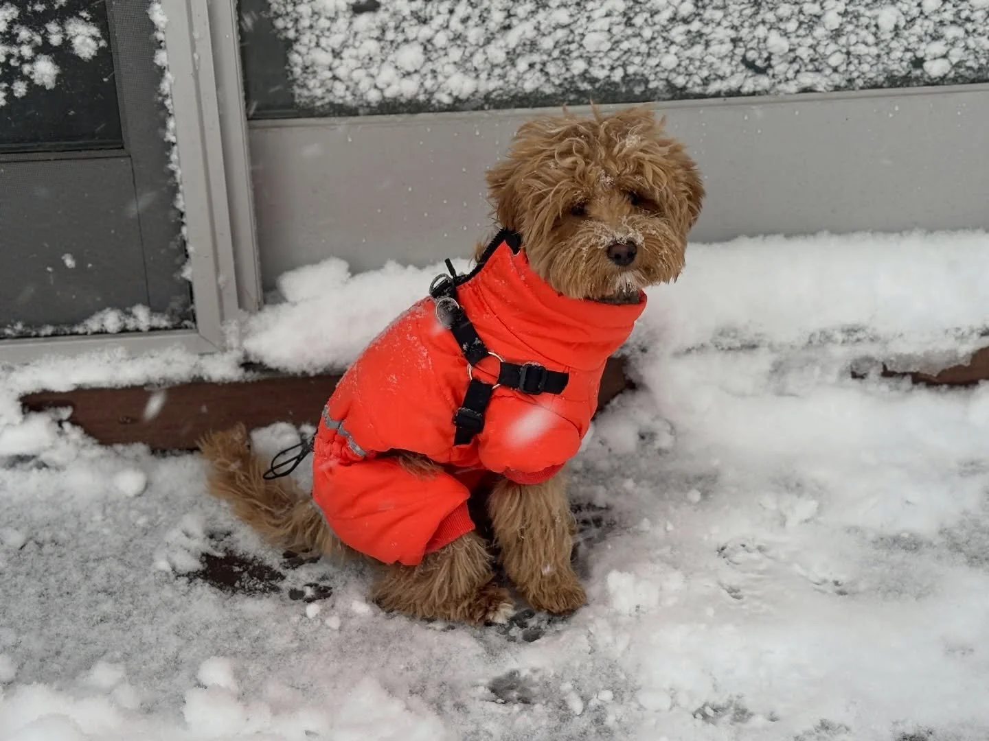 We&rsquo;re under mounds and mounds of snow here in NJ! Sweet Ellis won&rsquo;t get lost in the white stuff, though. Bright colors for the win!! ❄️🧡 Stay warm and safe, everyone! {Fun fact: I also dress my dogs in bright colors for the beach so I ca