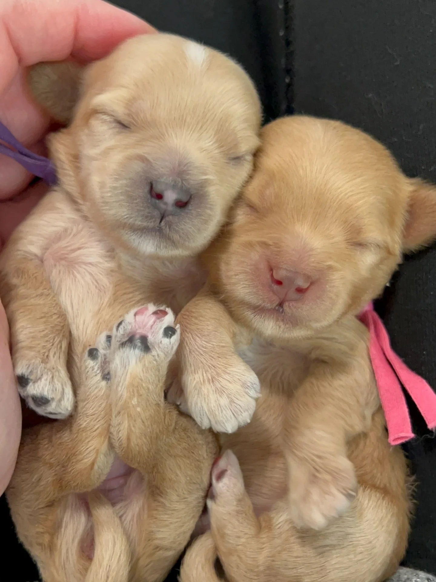 SHD moved on December 11, 2025. 🏡📦📪 Those first few days in the new space were a blur with all the unpacking, organizing and adjusting. Our 💠💙 #SHDBLUEtiful puppies were born on December 22 and they went home just the other day. It just occurred