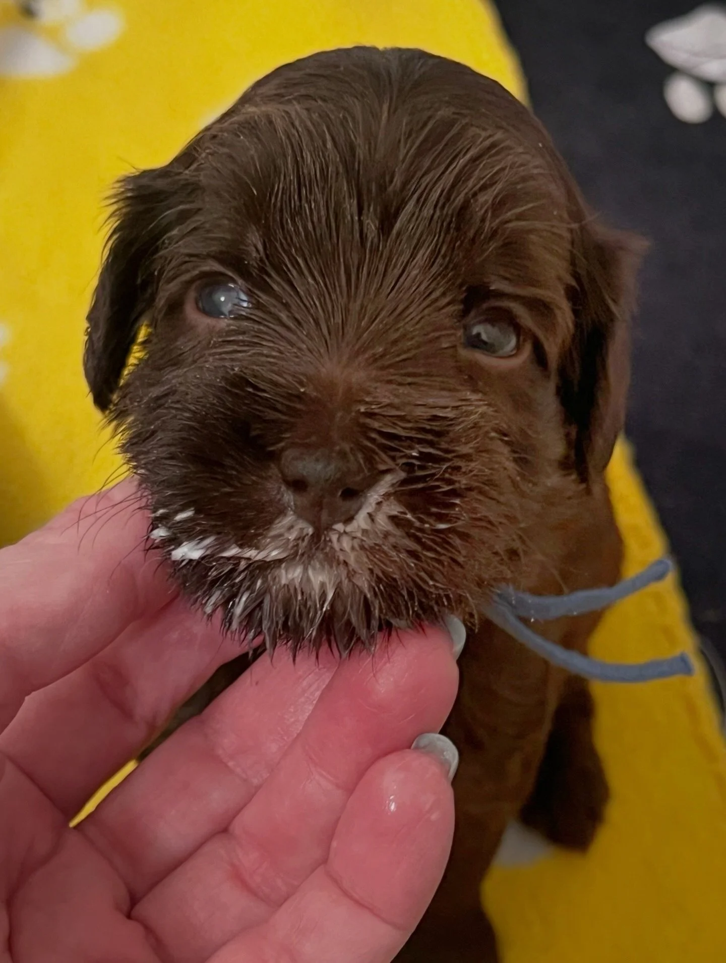 Big things are happening for our 🛷🩵 #SHDFreezinSeason puppies! 🤗 They&rsquo;ve been introduced to their first non-mama meals (although they still prefer mama Avalon 🍼). They have their first potty 🚽 system and their novel exposures/activities ar