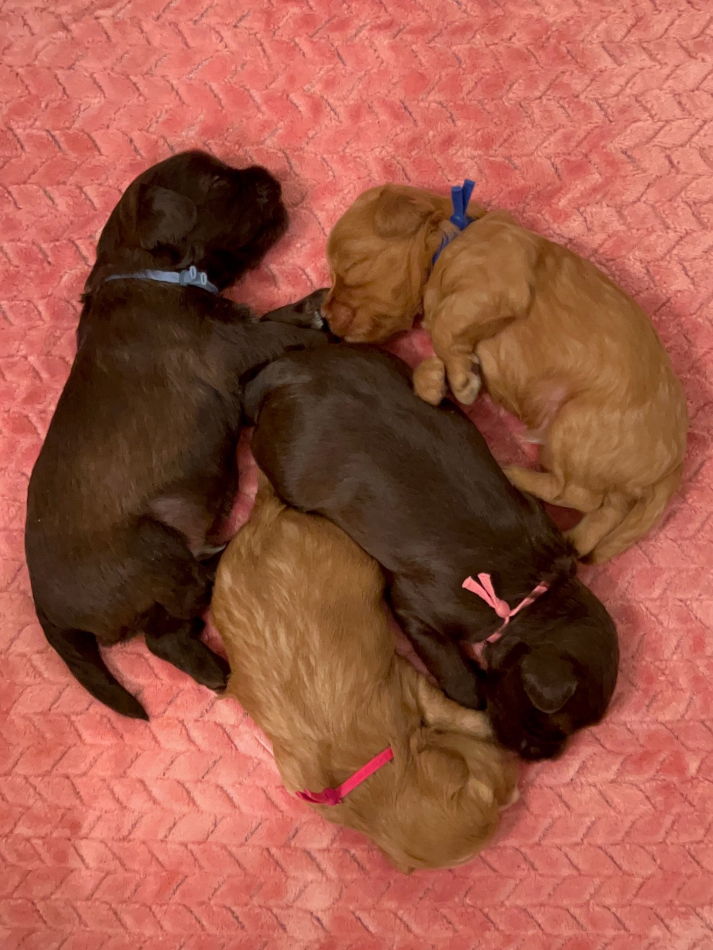 As busy as our days may seem, the 🛷🩵 #SHDFreezinSeason puppies&rsquo; favorite activity is still napping 💤 with their siblings! ☀️❤️ #sunnyheartdoodles