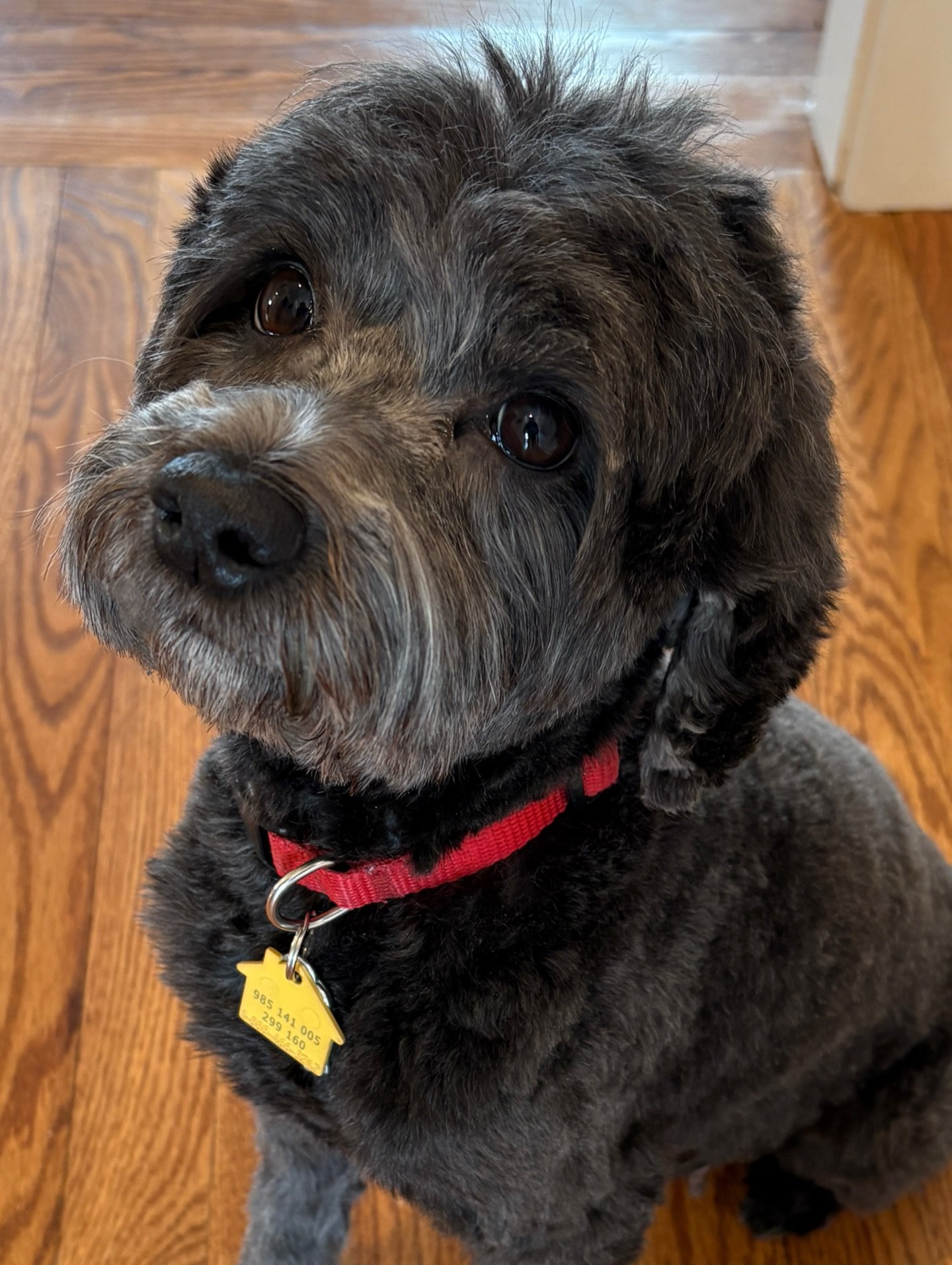 Miss Una had her pre-whelp spa day! 🛁🧼 She&rsquo;ll be coming here on Friday, a few days earlier than normal due to scheduling/calendar logistics, to get settled. During the first half of next week, she&rsquo;ll have her puppy count xray. 🩻 Her mo