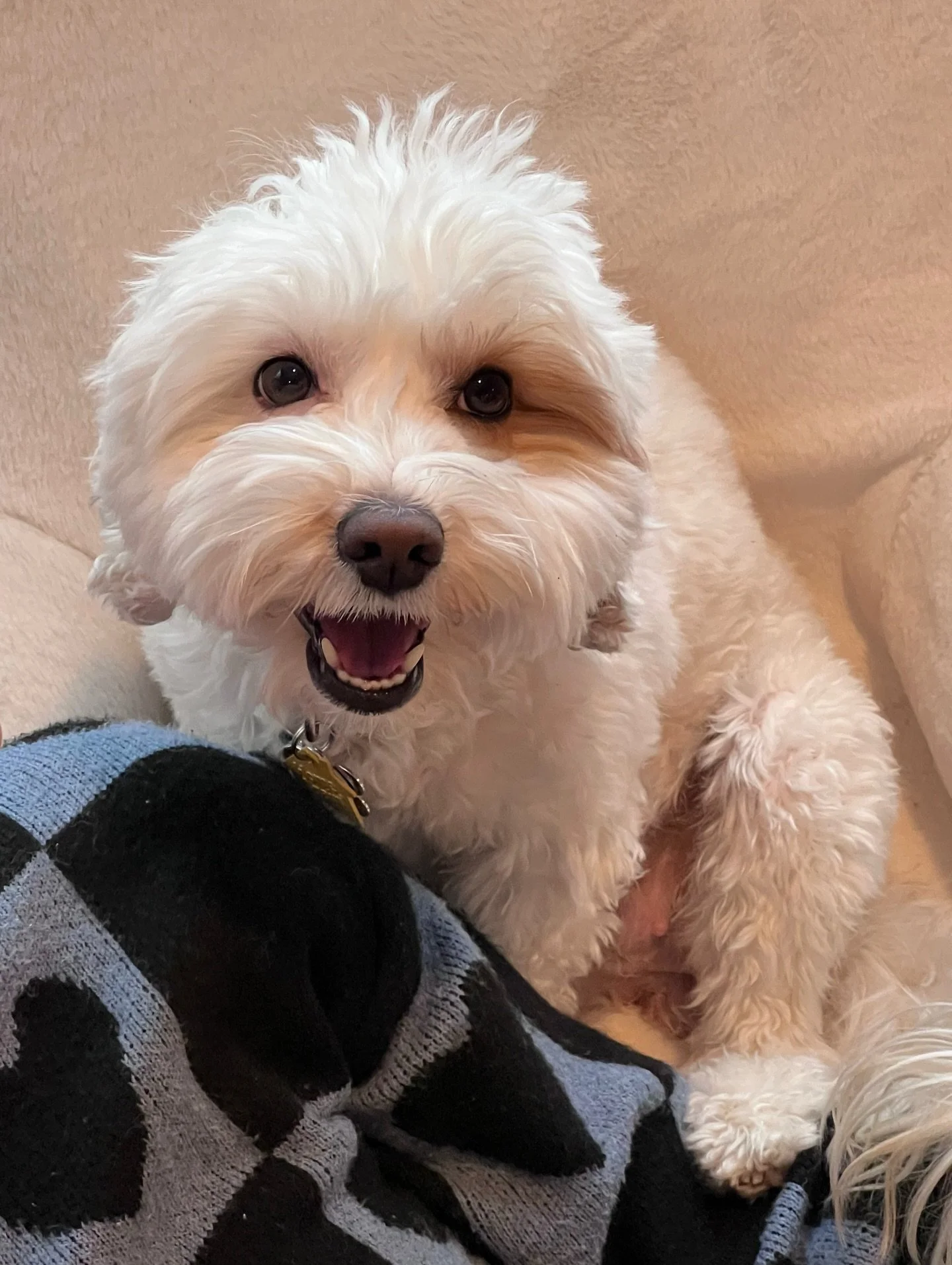 🤰PREGNANCY CONFIRMATION ANNOUNCEMENT!🤰 Rellie is officially pregnant!! I gave her an ultrasound today and saw her babies flipping around! They&rsquo;re already pretty adorable. 💞😉 I&rsquo;m so excited to meet these pups. Just like Rell&rsquo;s la