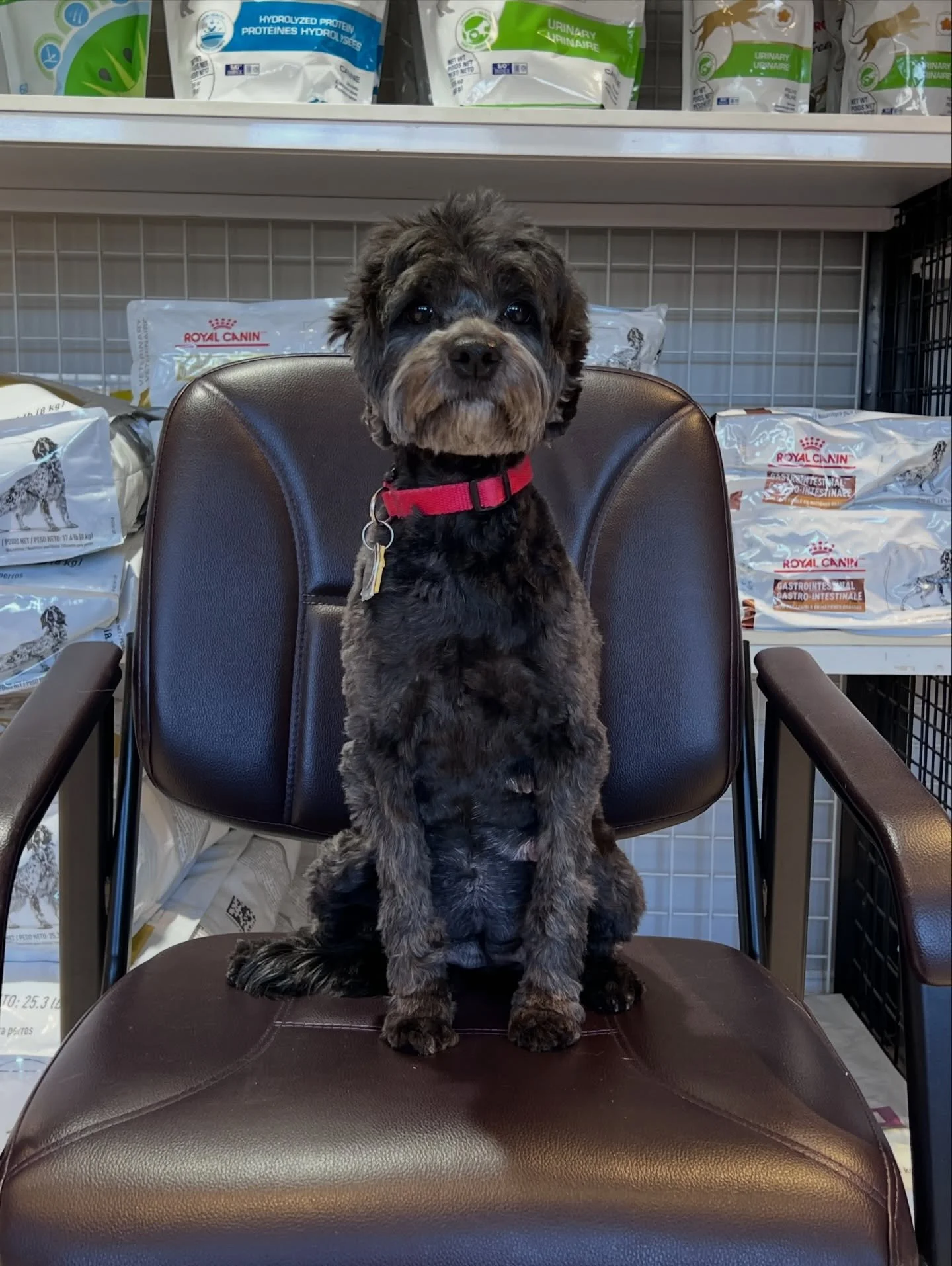 Mama Una is here and we&rsquo;re getting ready for her babies! 🥰 I was going to get her puppy count xray next week but decided to do it today so we could officially enter cocoon mode. 🩻 Due to the projected count, I can take ONE MORE RESERVATION! O