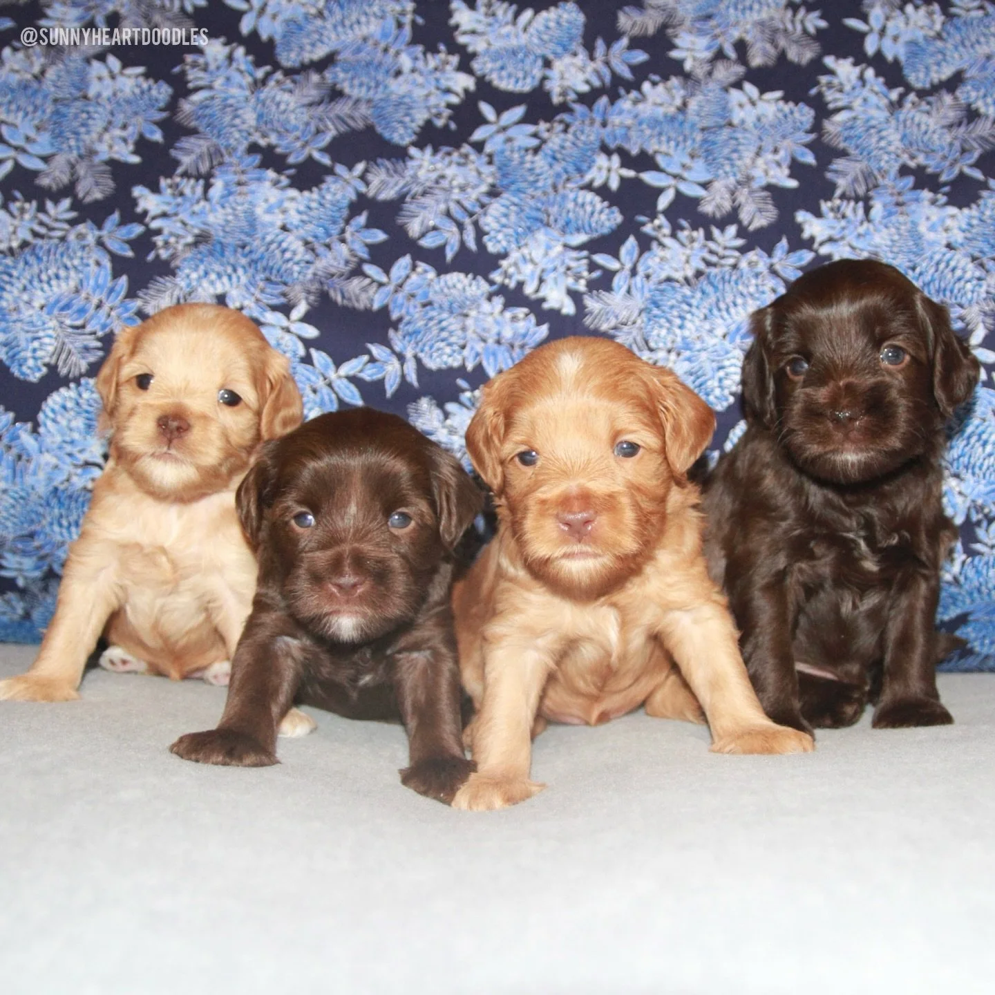 Look at these big kids! 🤗 Our 🛷🩵 #SHDFreezinSeason litter is now 4 weeks old! These babies are as sweet as can be. They&rsquo;re definitely becoming more interested in their non-mama meals. 🍽️ They&rsquo;re getting the hang of their first potty s