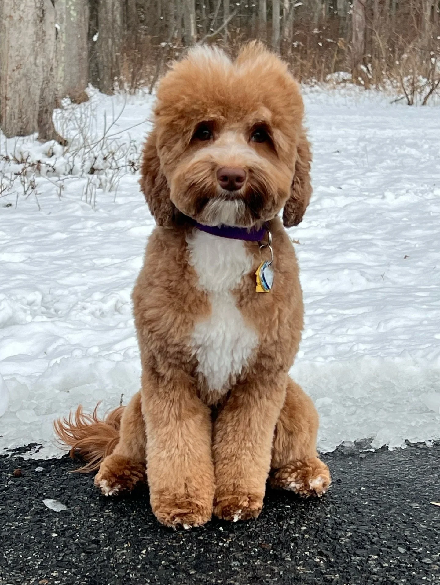 We have some 📰 BIG NEWS! 📰 Story is in heat!! 👏👏 If you&rsquo;re interested in a SUMMER 2026 puppy, here we go! Story will have her progesterone tested next week to gauge ovulation. Pending her ovulation date, I&rsquo;m expecting pups to arrive i