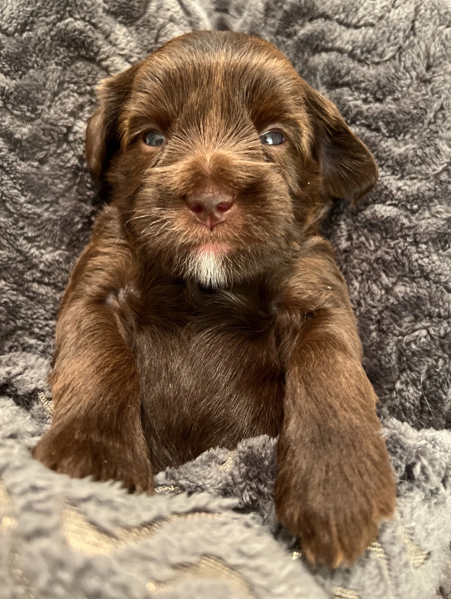 Seeking Guardian Families ☀️❤️

As a thoughtful and loving in-home breeding program, we adore our breeding dogs. Our mom and dad dogs receive personalized attention, positive reinforcement training, a wonderful family, and lots of love through our us