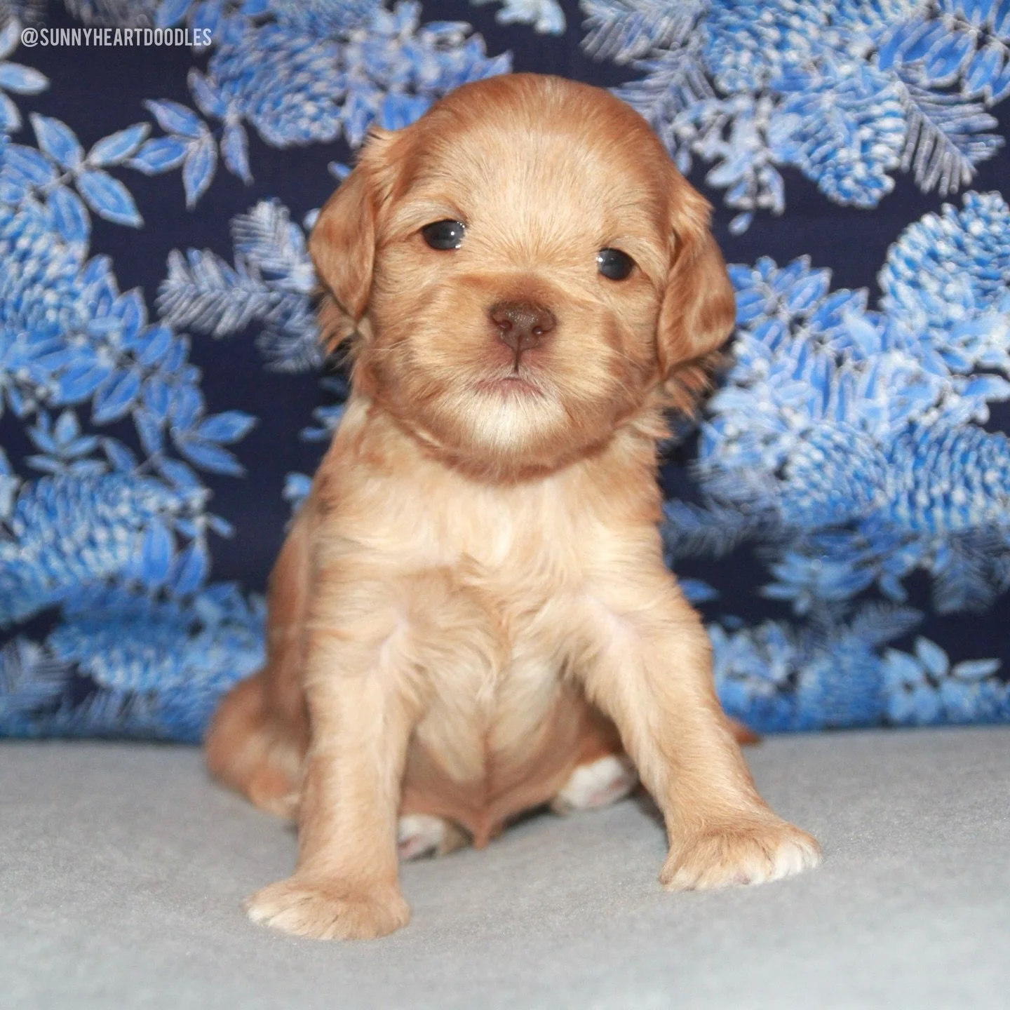 Our 🛷🩵 #SHDFreezinSeason puppies are maturing in leaps and bounds. 🥹 They&rsquo;re spending (a little) more time awake, walking onto/off of their potty tray themselves and loving mealtimes. I&rsquo;m so proud of these 4-weekers! {📸 order of pups 