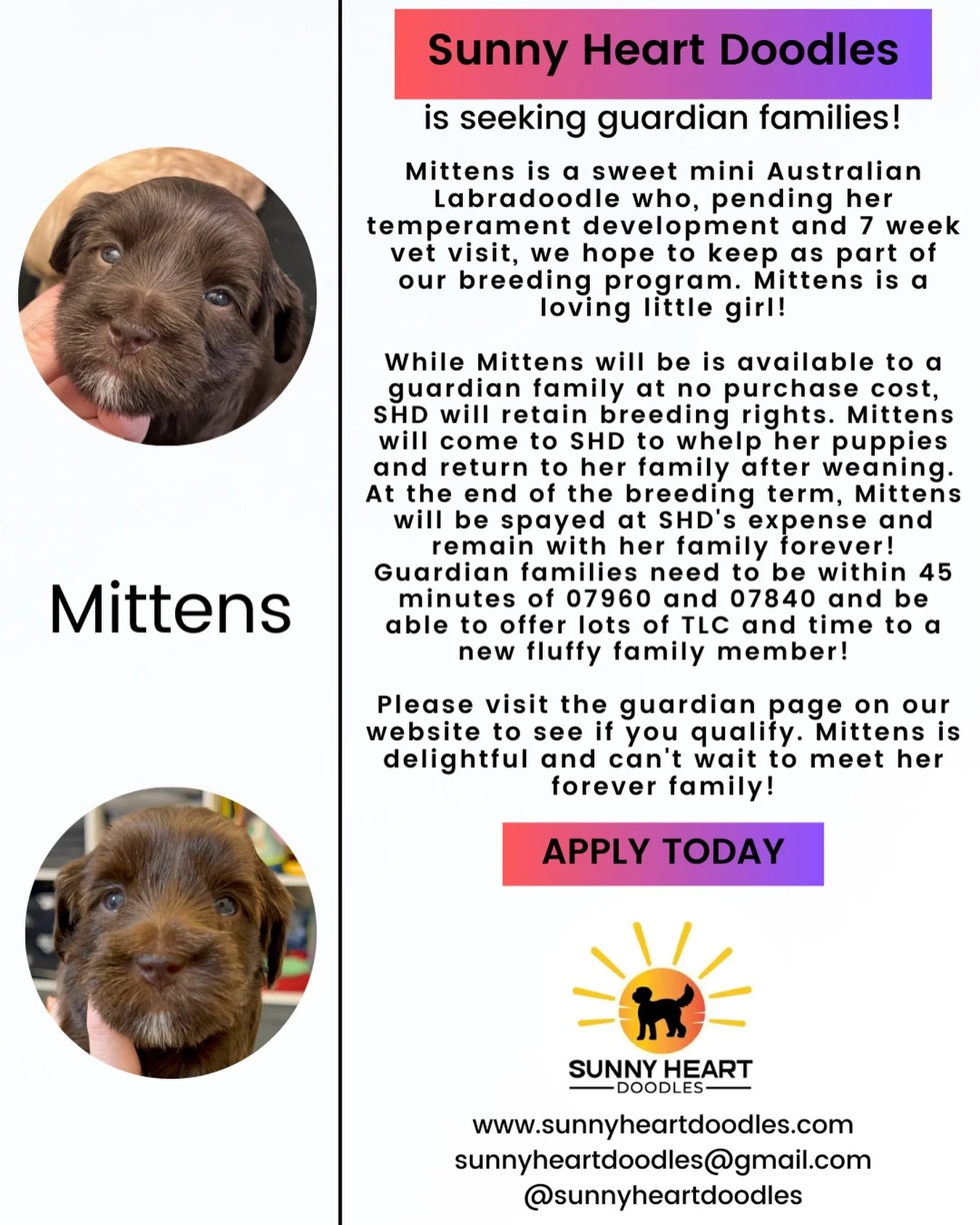 We&rsquo;re now reviewing guardian applications for a 🩷 FEMALE 🩷 prospect for our breeding program from Avalon and Gavin&rsquo;s 🛷🩵 #SHDFreezinSeason litter. Our guardian families receive their top-quality puppy at no purchase cost while we retai