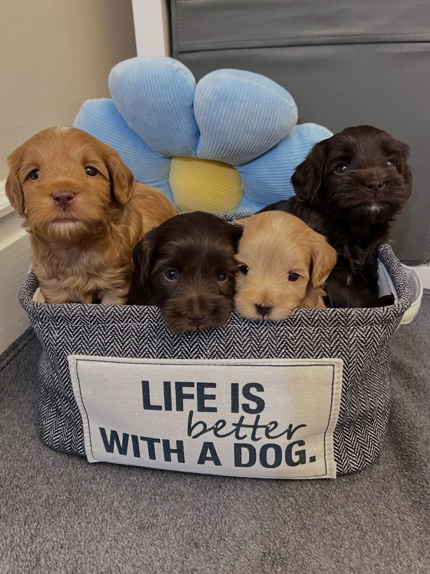 The cutest bundle of babies I&rsquo;ve ever seen 😍 {📸 from left to right: Igloo, Frosty, Snow, Mittens from our 🛷🩵 #SHDFreezinSeason litter} ☀️❤️ #sunnyheartdoodles