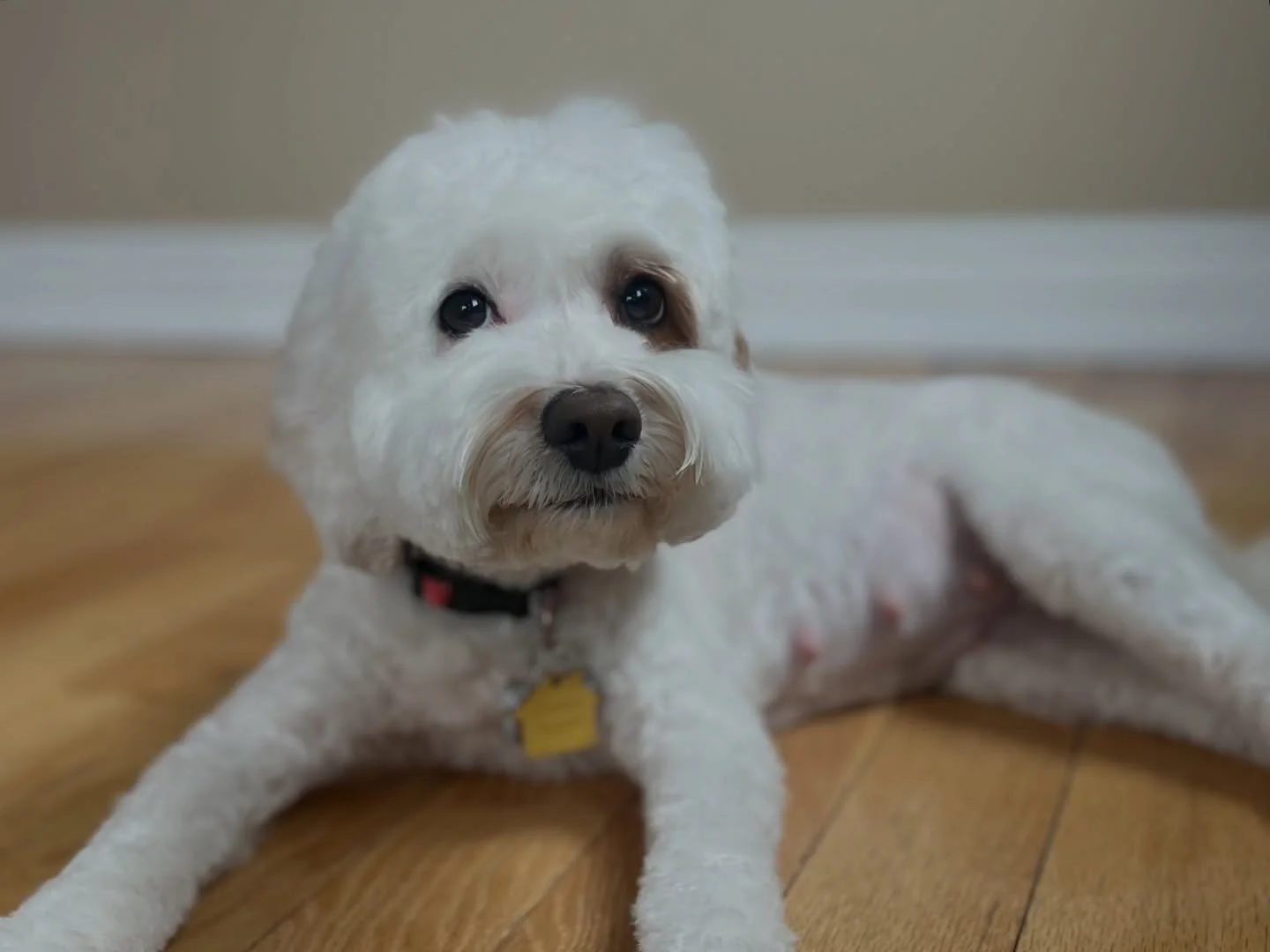 Sweet Rellie had her pre-whelp spa day today and we are sooooo lucky that Luz at @fancypetsmorristownnj knows my dogs so well. Rellie&rsquo;s mom dropped Rell off at her appointment this morning and about 2.5 hours later, I realized that I forgot to 