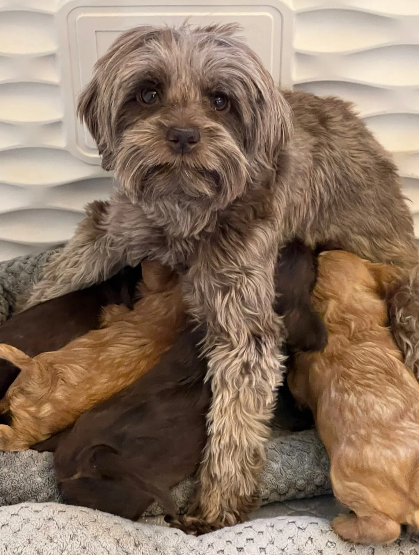 Every mom is different, from one another and even from litter to litter. I find mama behavior so interesting! 🥰 All of my moms are amazing but how they care for their pups in different ways is fascinating. For Avalon&rsquo;s first litter, she was st