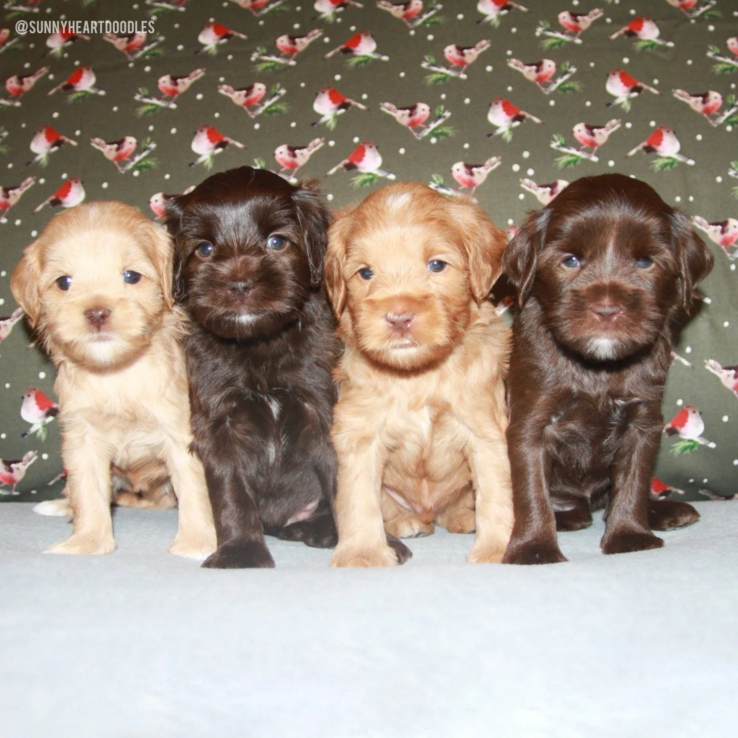 5 weeks of perfect moments and memories with the 🛷🩵 #SHDFreezinSeason litter! The babies had their first baths and blow-dries today and they were AMAZING! No fussing or whining AT ALL. 💯 The pups loved the pampering&hellip;and I remained dry!! {📸