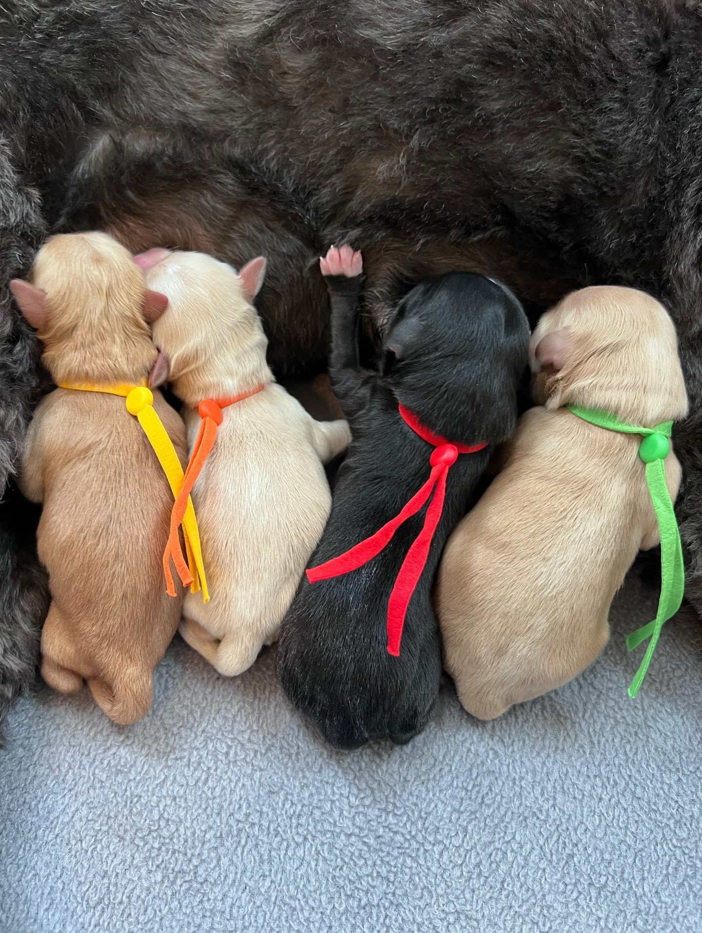 ☀️❤️ Arrival of 4 new Sunny Hearts! ☀️❤️ Yesterday morning, a day before her due date, Una safely and smoothly delivered her exquisite retirement litter. All week, I had a feeling that she was going to deliver a day early and (for once!) I was right.