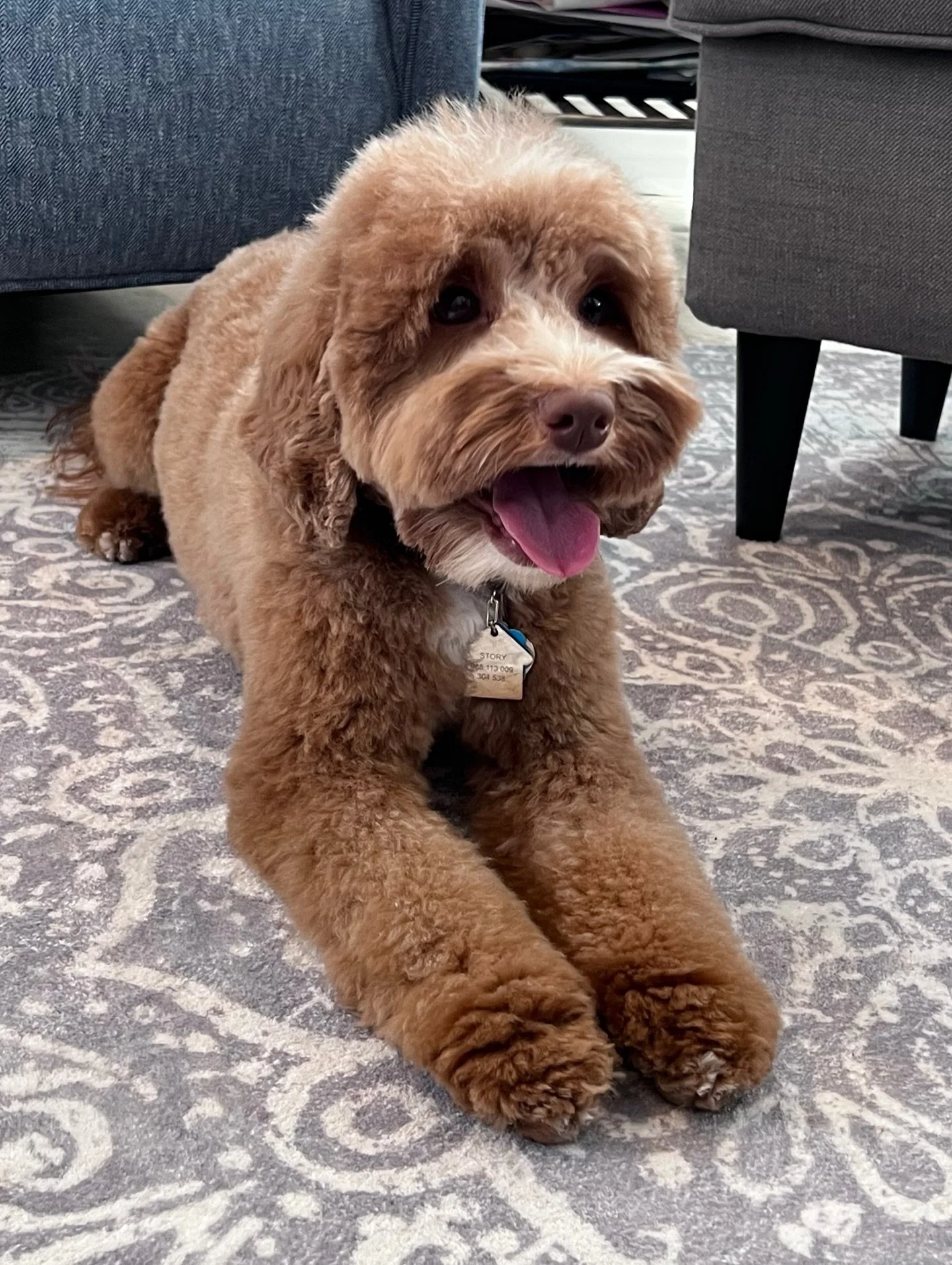 ❤️ Honeymoon alert! ❤️ Story girl had her progesterone tested this morning. Sweet mama is ovulating! Story and Gavin will be honeymooning starting Monday. {Puppies will be born in May and they&rsquo;ll be ready to go home 4th of July weekend! Reserve