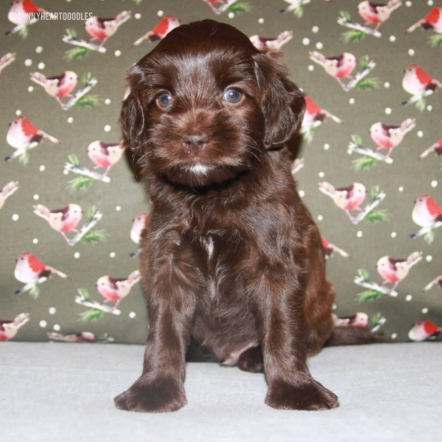 Look at these 5 week old 🛷🩵 #SHDFreezinSeason puppies! 😍 Frosty, Igloo, Mittens and Snow (📸 order of pups featured) are SO delightful. They&rsquo;re curious, playful, smart and cuddly. They check ✅ ALL the boxes. I usually do individual photos on