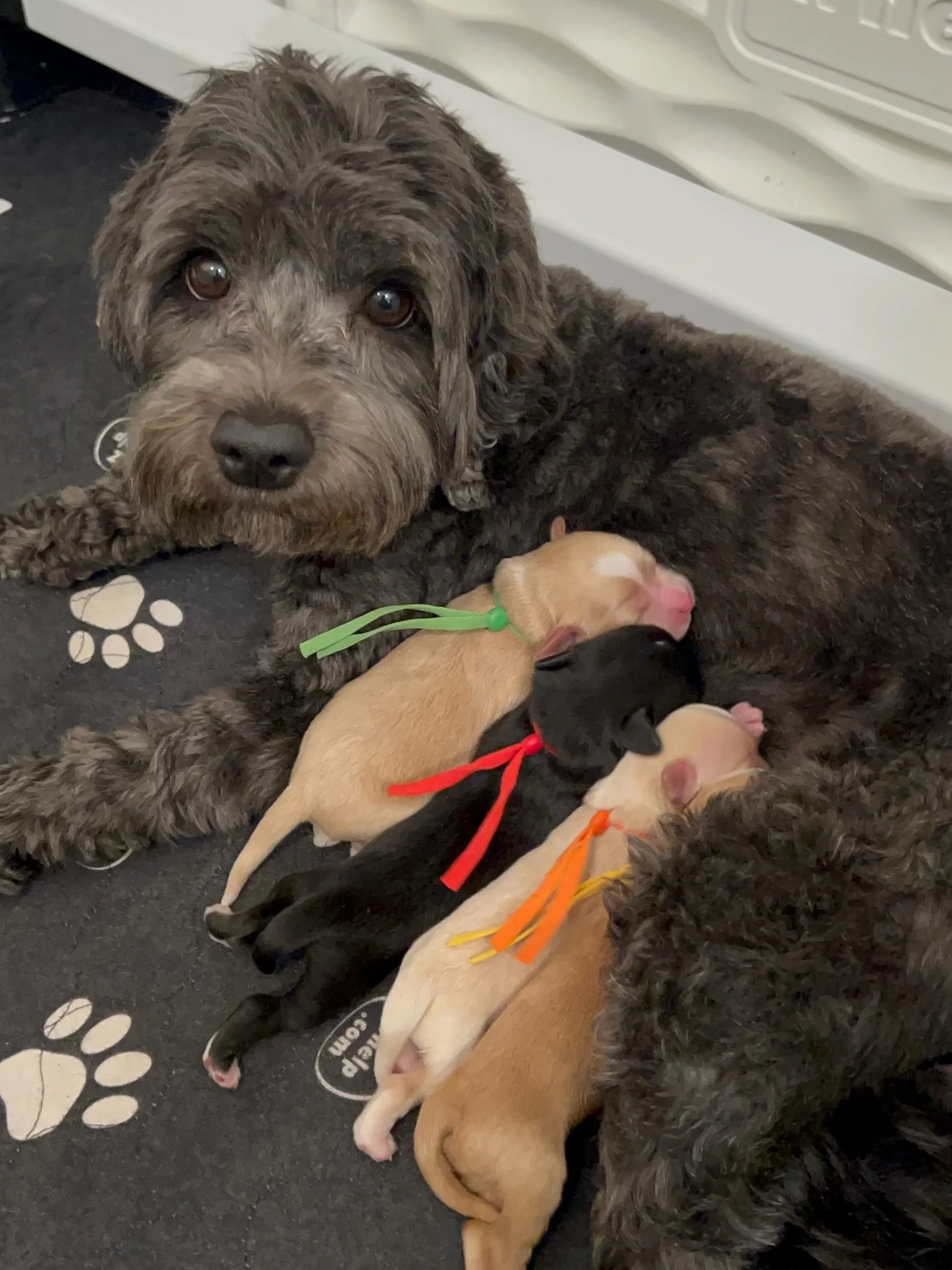 It&rsquo;s only been 2 days but mama Una is so in love with her final babies! 😍 She cuddles them 24/7 (and has already asked her parents multiple times if she can bring one home with her once they&rsquo;re weaned 😉)! Pottying (herself) isn&rsquo;t 