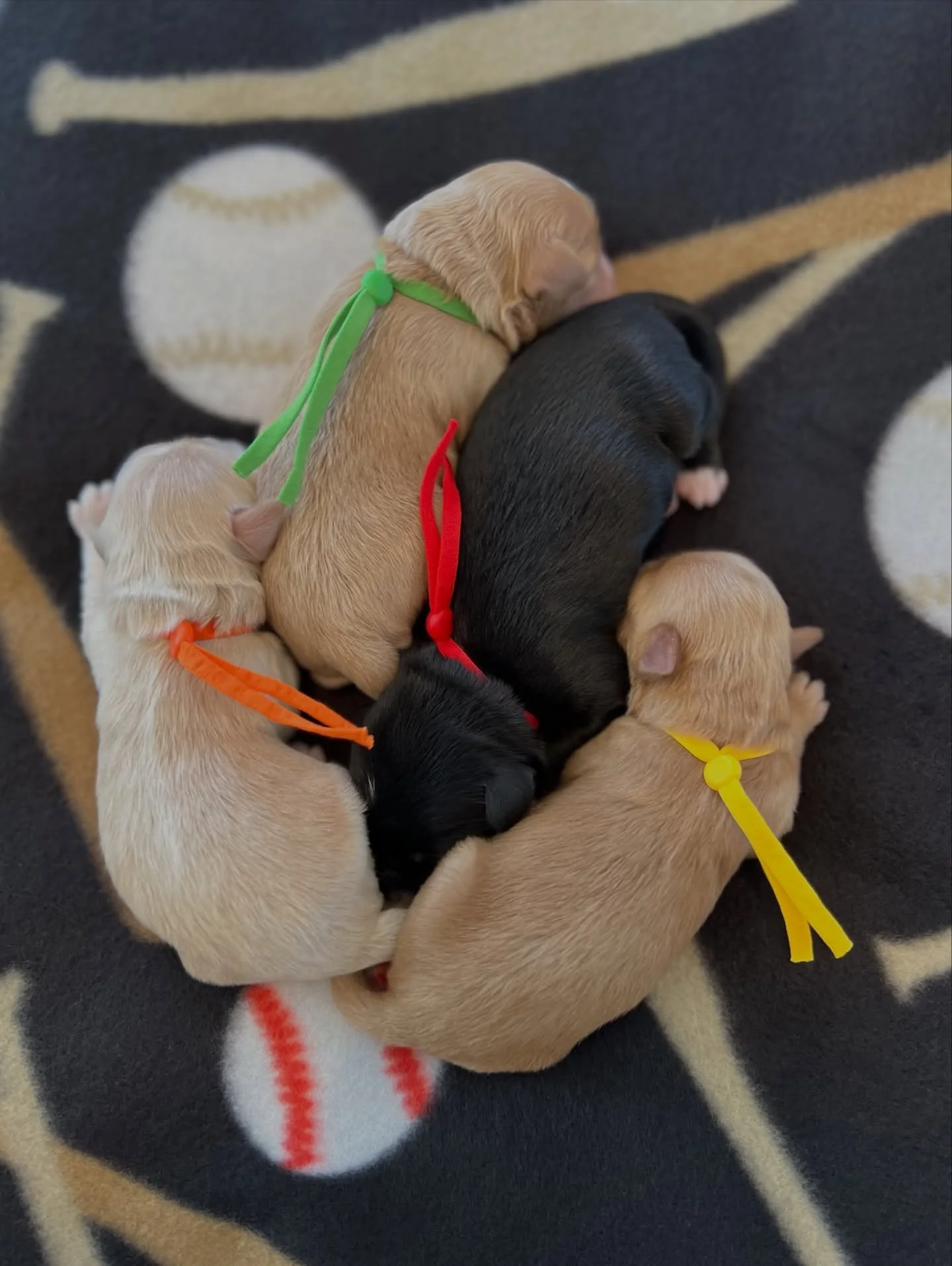 I&rsquo;m beyond elated to share our newest litter theme, the Sunny Heart Doodles &ldquo;Let&rsquo;s Play Ball&rdquo; ⚾️❤️ litter! Una and Gavin&rsquo;s adorable baseball team is as sweet as can be. This is Una&rsquo;s retirement litter and it&rsquo;