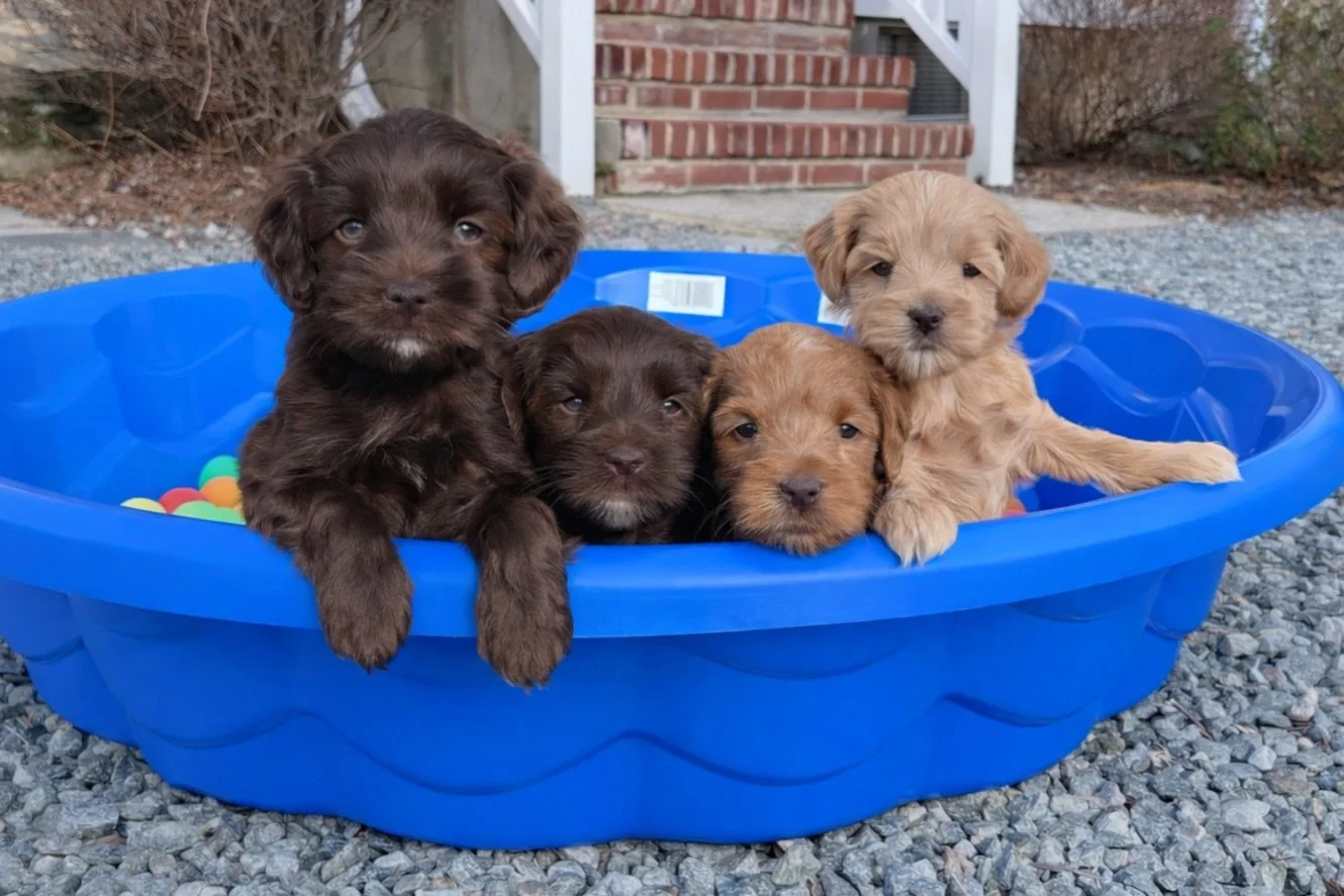 Today was an unseasonably warm ☀️🥵 day so the 🛷🩵 #SHDFreezinSeason babies and I took advantage of it! I poured ping pong balls into a baby pool so we could enjoy some playtime in the sunshine! It was a WONDERFUL novel activity for these cutie pies
