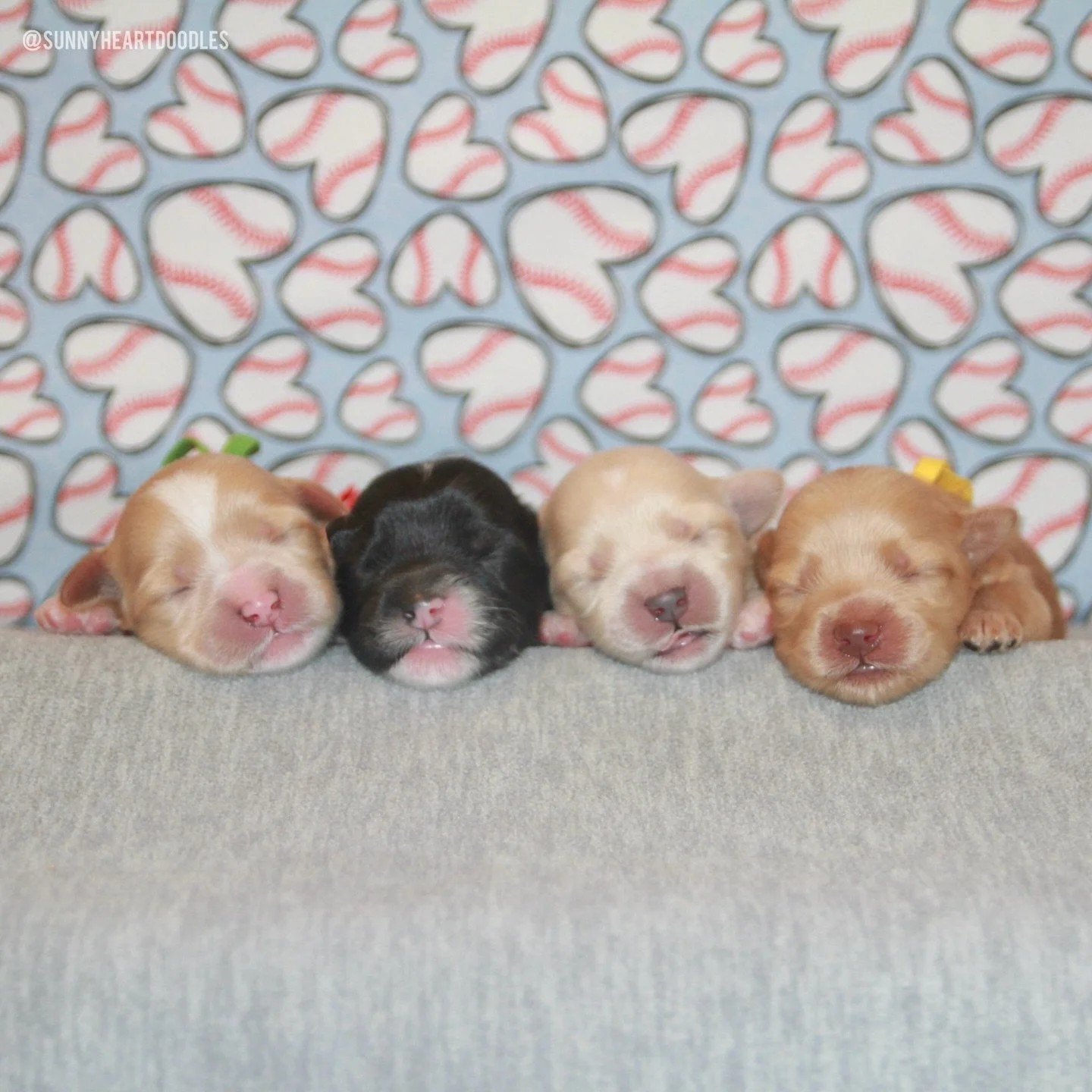 I&rsquo;m overjoyed to announce the individual names of our Let&rsquo;s Play Ball pups! ⚾️❤️ From left to right, Una and Gavin&rsquo;s darlings are named Strike (boy), Umpire (boy), Diamond (girl) and Slugger (girl). 💙💙🩷🩷 Right now, their days ar