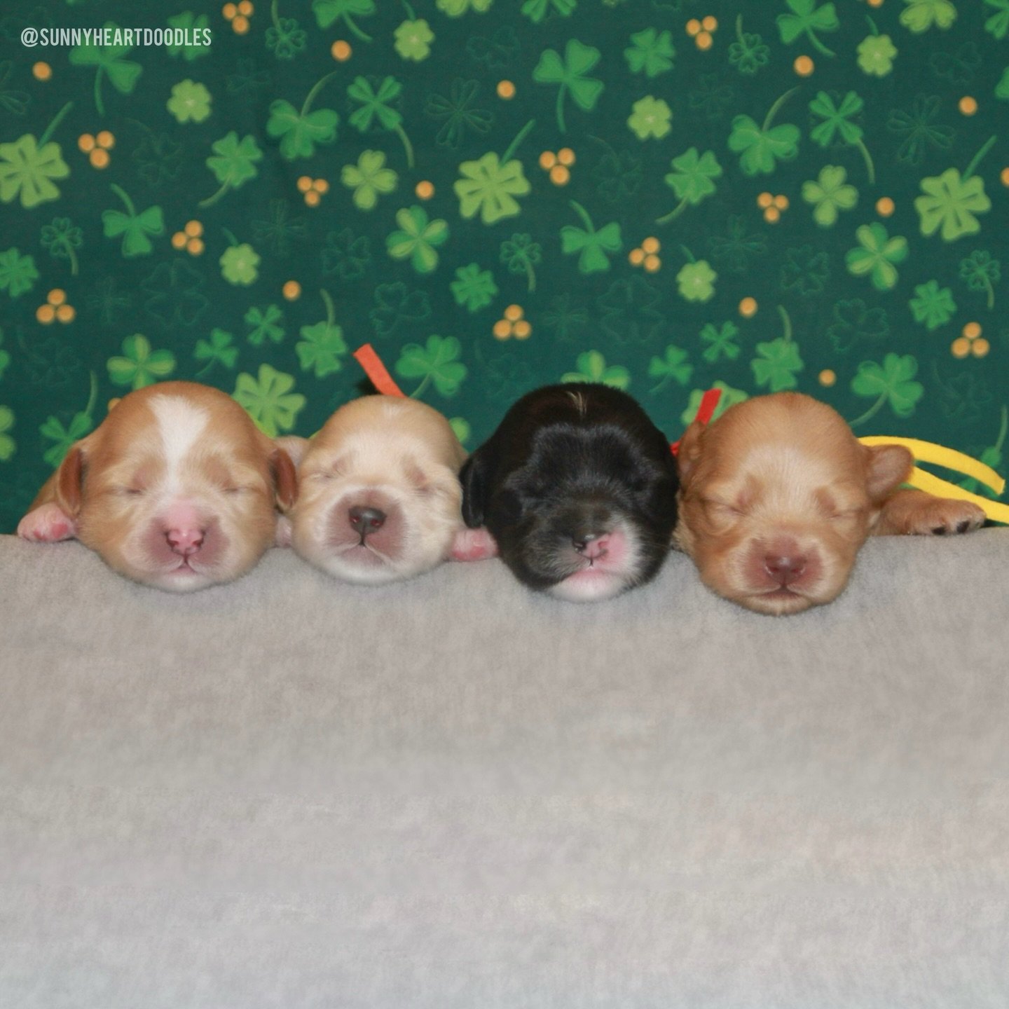 Have you ever seen such sweet 1 week olds?? 😍 Una and Gavin&rsquo;s ⚾️❤️ #SHDLetsPlayBall babies have been here for a week! They love cuddling with mama Una and congregating at her milkbar. Frequent meals and snacks are helping them grow bigger and 