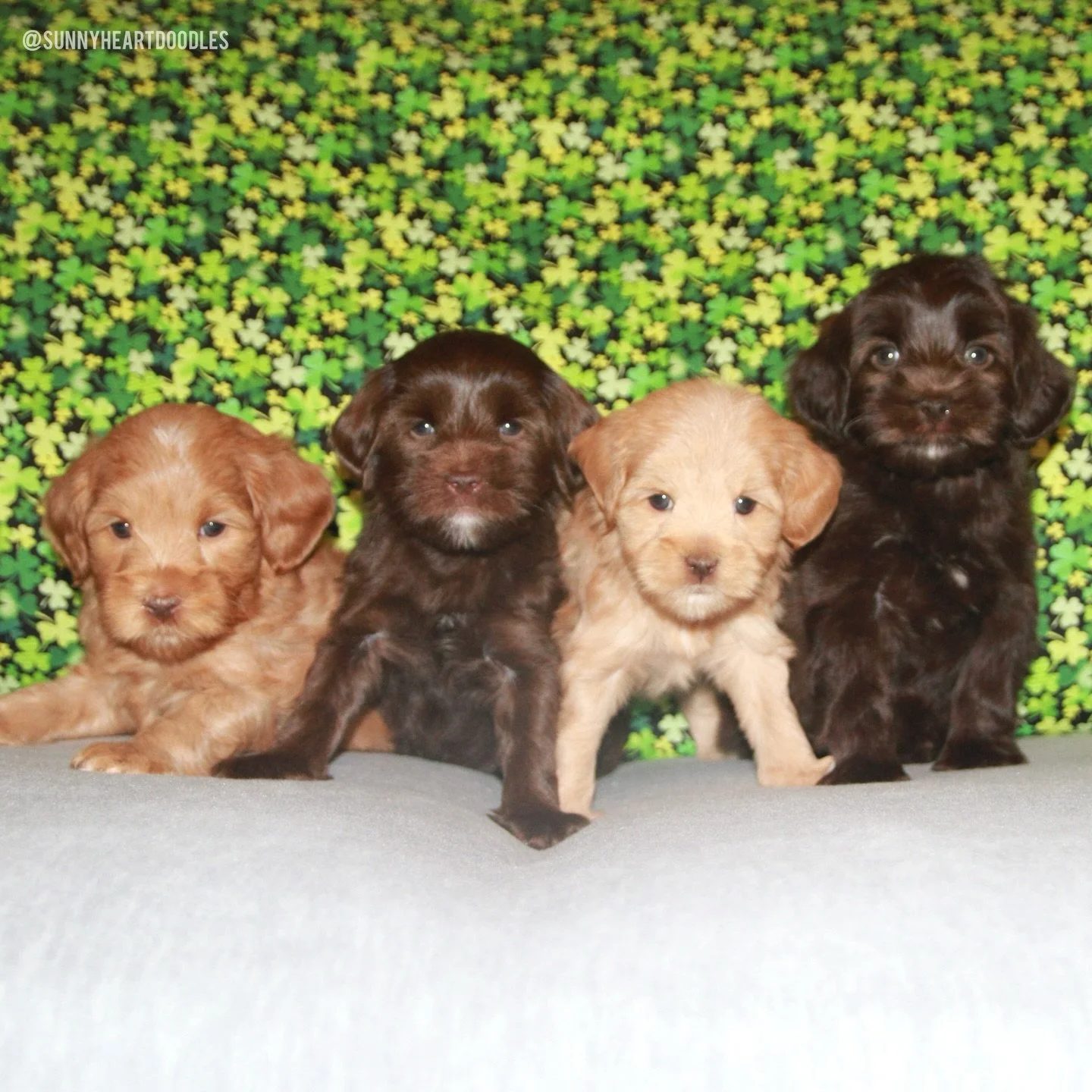 I can&rsquo;t deal with how gorgeous these baby bops are! 🥰 I also can&rsquo;t deal with our 🛷🩵 #SHDFreezinSeason puppies turning 6 weeks old today! My time with them is FLYING. 😩 This week, (left to right) Igloo, Mittens, Snow and Frosty played 