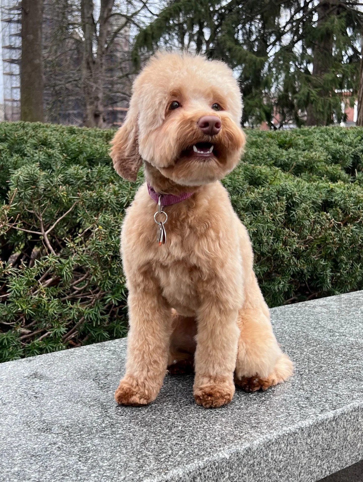 Sedona and I had fun together after her grooming appointment the other day! We drove over to The Green in Morristown, walked around, had a check-in on her obedience and took LOTS of photos. 📸 It&rsquo;s very important to me that obedience is polishe