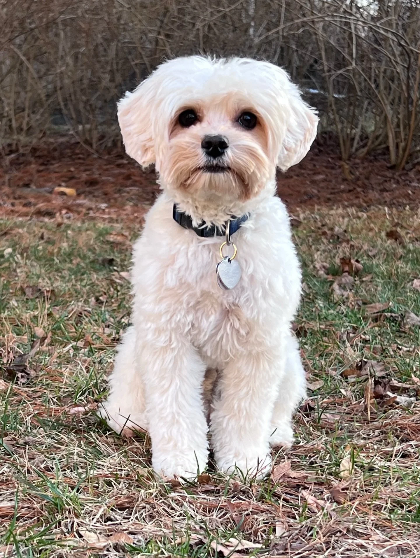Why is mama Navy so stinkin&rsquo; cute?? Although she&rsquo;s light-colored and her mom, Una, is dark-colored, I see SO MUCH of Una in Navy, especially as it pertains to behavior and obedience. Navy is a drill sergeant with her commands, timely and 