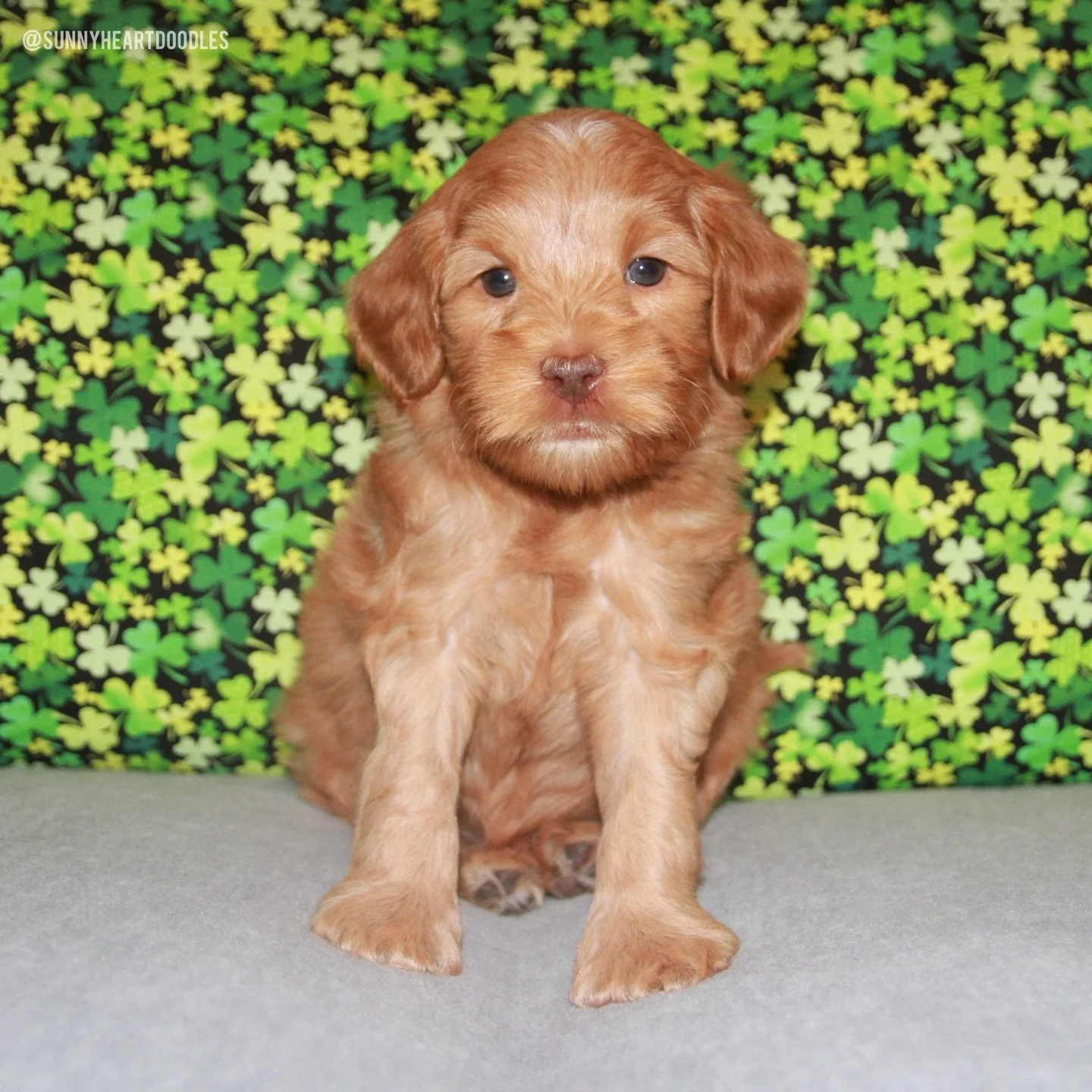 These 6 week old 🛷🩵 #SHDFreezinSeason puppies are getting a head start on St. Paddy&rsquo;s Day festivities! 🌈🍀 Lots of nearby towns had parades today and the pups participated in spirit. 😉 {📸 order of appearance: Igloo, Mittens, Snow, Frosty} 