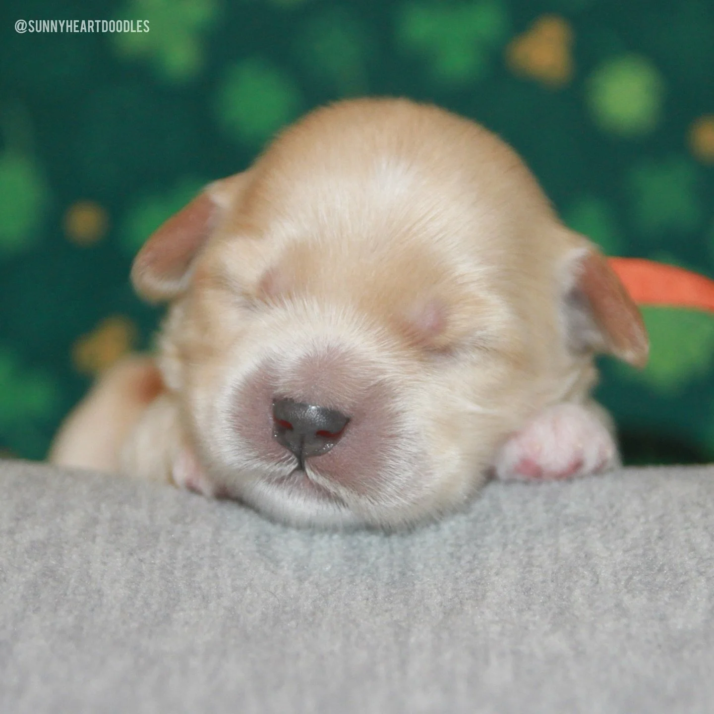 If &ldquo;picture perfect&rdquo; had a photo definition in the dictionary, it would be pics of Una&rsquo;s ⚾️❤️ #SHDLetsPlayBall pups. Look at how precious they are! All 4 pups are right on track with their 1 week goals and milestones, which consist 