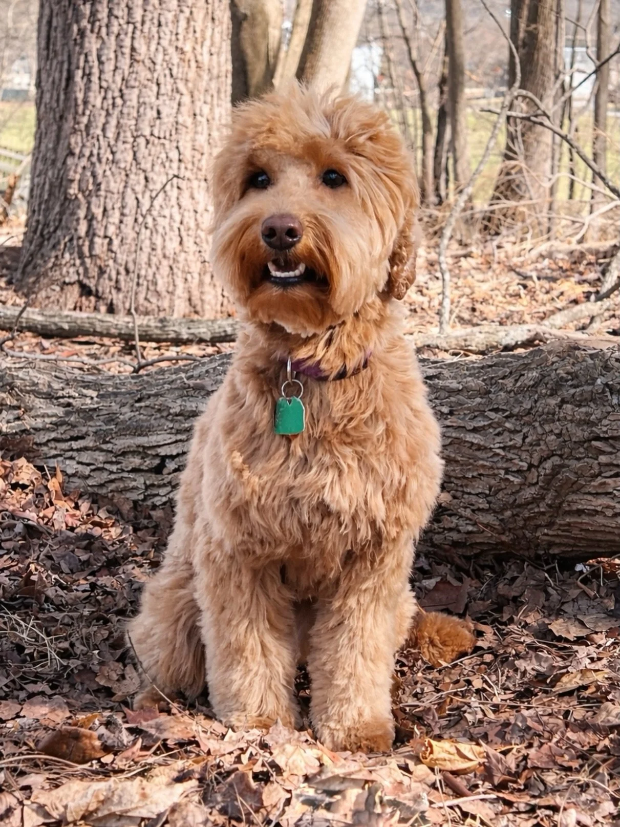 Rowyn came to visit the other day after her haircut!! She was overjoyed to be reunited with her gal pals, Vippy and Navy, and they were thrilled to see her. 🥰 The weather was nice so Rowyn and I went on a little walk and took lots (and lots!) of pho