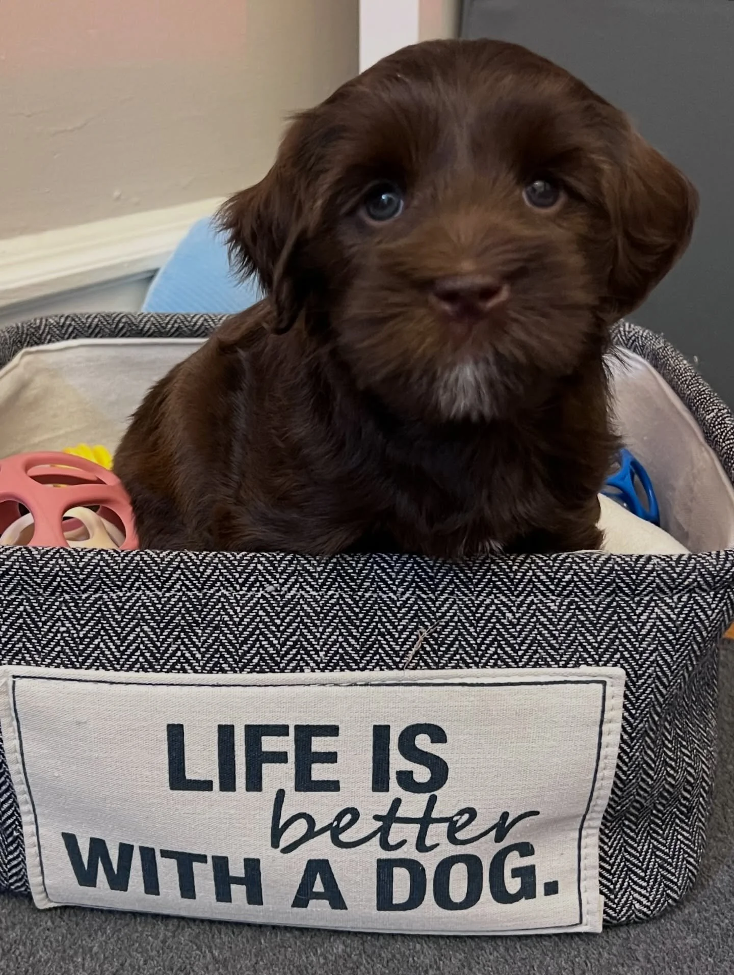 Amazing guardian family opportunity! Apply today! 🐶

We are seeking wonderful families to join our awesome pack of Sunny Heart Doodles 🐾 guardian homes for perspective future breeding dogs like this little girl here! Our guardian program offers the