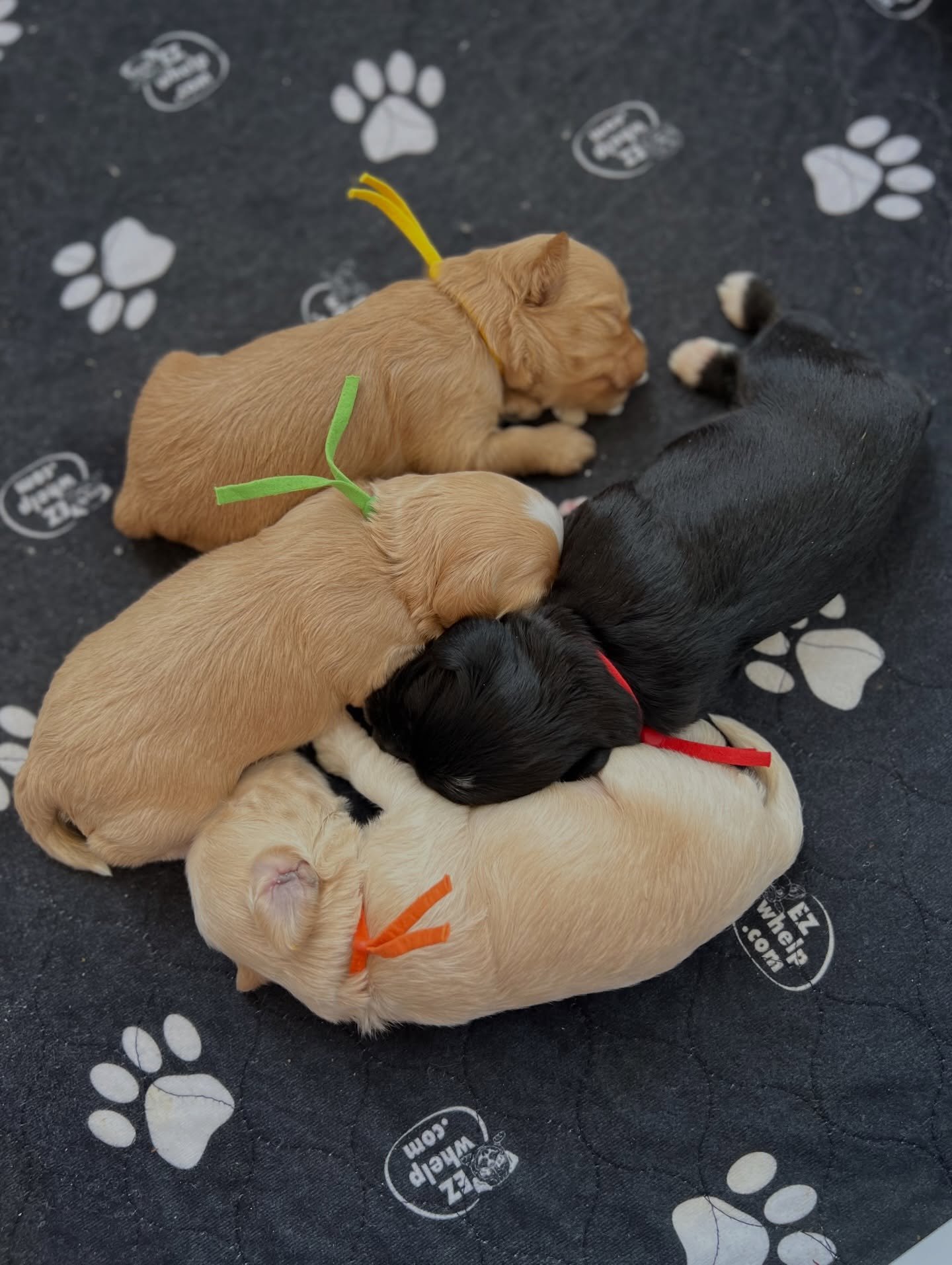 You wouldn&rsquo;t know it from this photo but I&rsquo;m seeing glimpses of our ⚾️❤️ #SHDLetsPlayBall puppies starting to toddle! Their little leggies are getting stronger! ☀️❤️ #sunnyheartdoodles