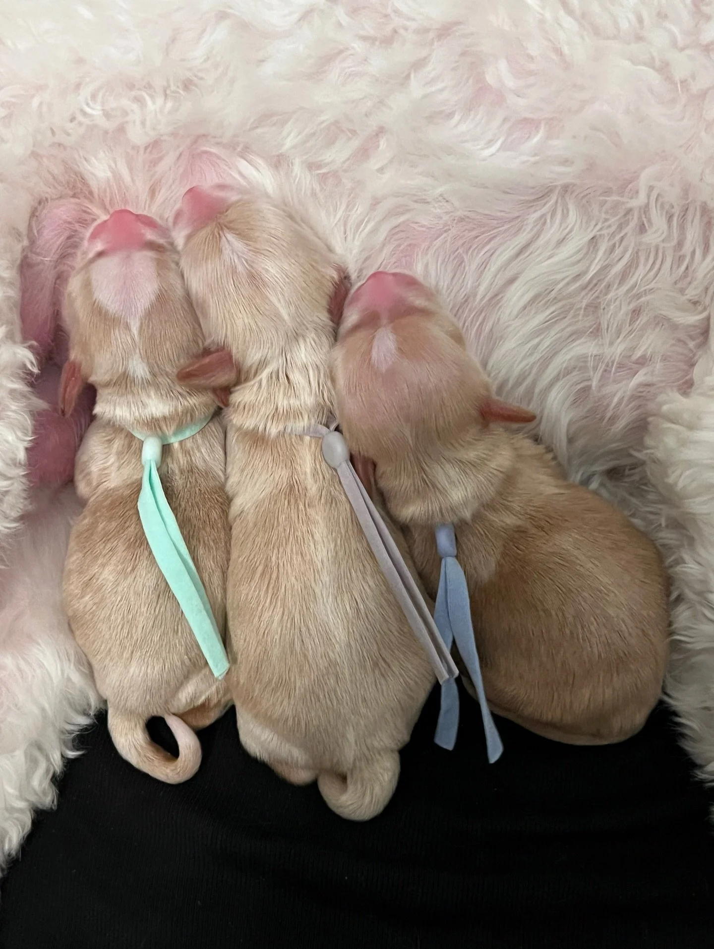 ☀️❤️ Arrival of 3 new Sunny Hearts! ☀️❤️ On Monday morning, a day before her due date, Rellie delivered a beautiful litter. We have 3 puppies, 2 boys and 1 girl! These sweet babies are absolutely adorable! The little girl is extra tiny so I&rsquo;m w