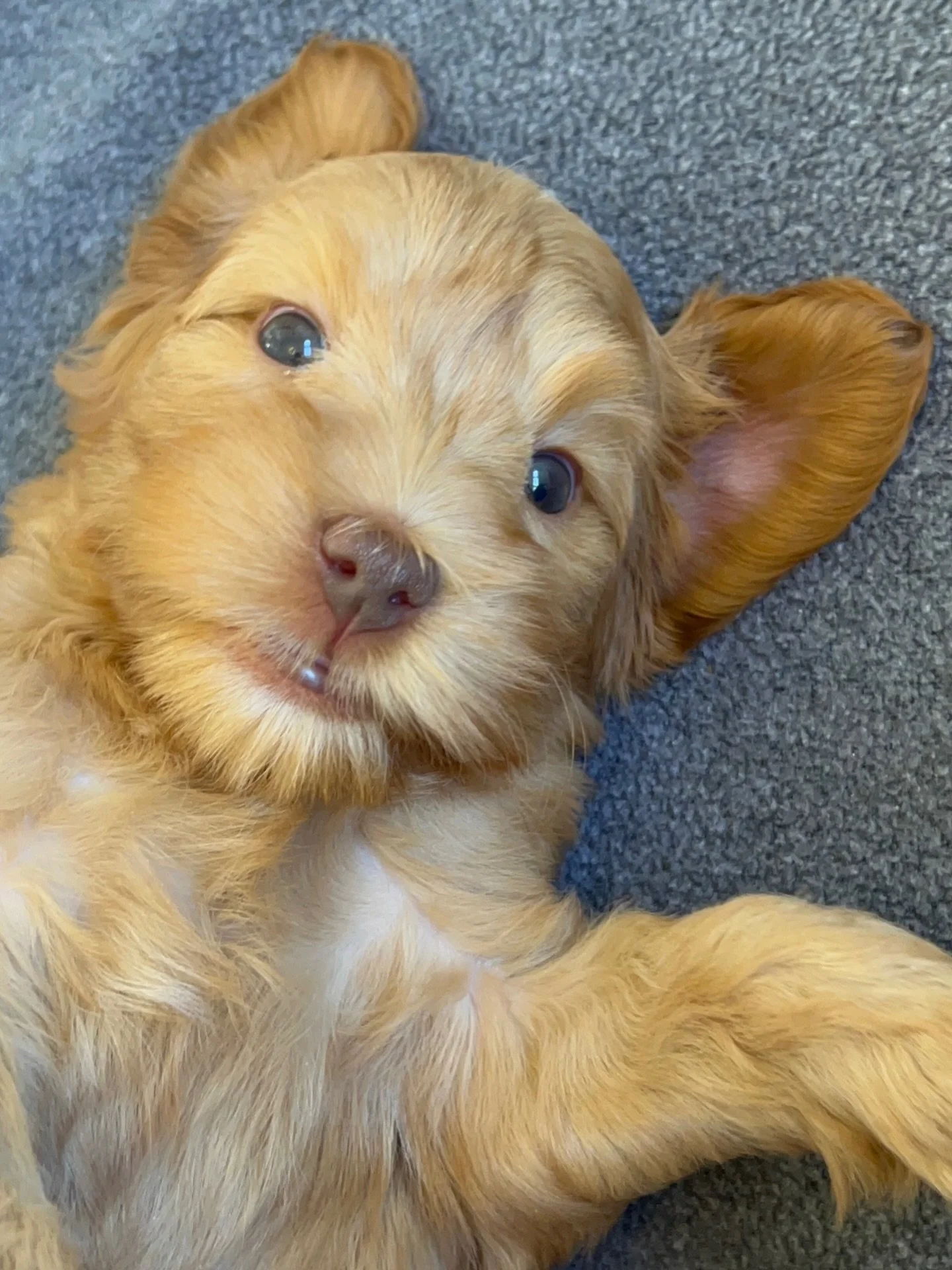 Here&rsquo;s sweet Igloo from our 🛷🩵 #SHDFreezinSeason litter&hellip;just popping in to say hi! ☀️❤️ #sunnyheartdoodles