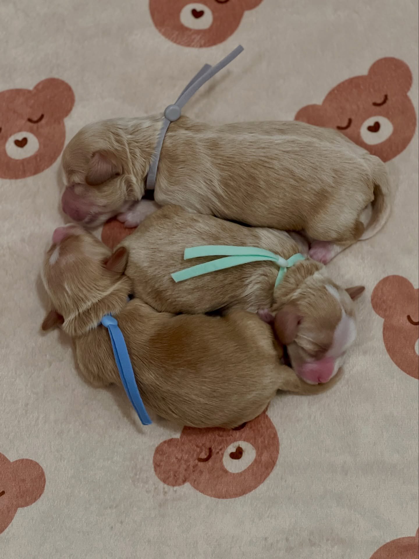 I&rsquo;m overjoyed to share our newest litter theme, the Sunny Heart Doodles &ldquo;Un-BEAR-ably Cute&rdquo; 🐻❤️ litter! Rellie and Gavin&rsquo;s darling teddy bears are absolutely amazing. These precious little ones are already so loved, and their